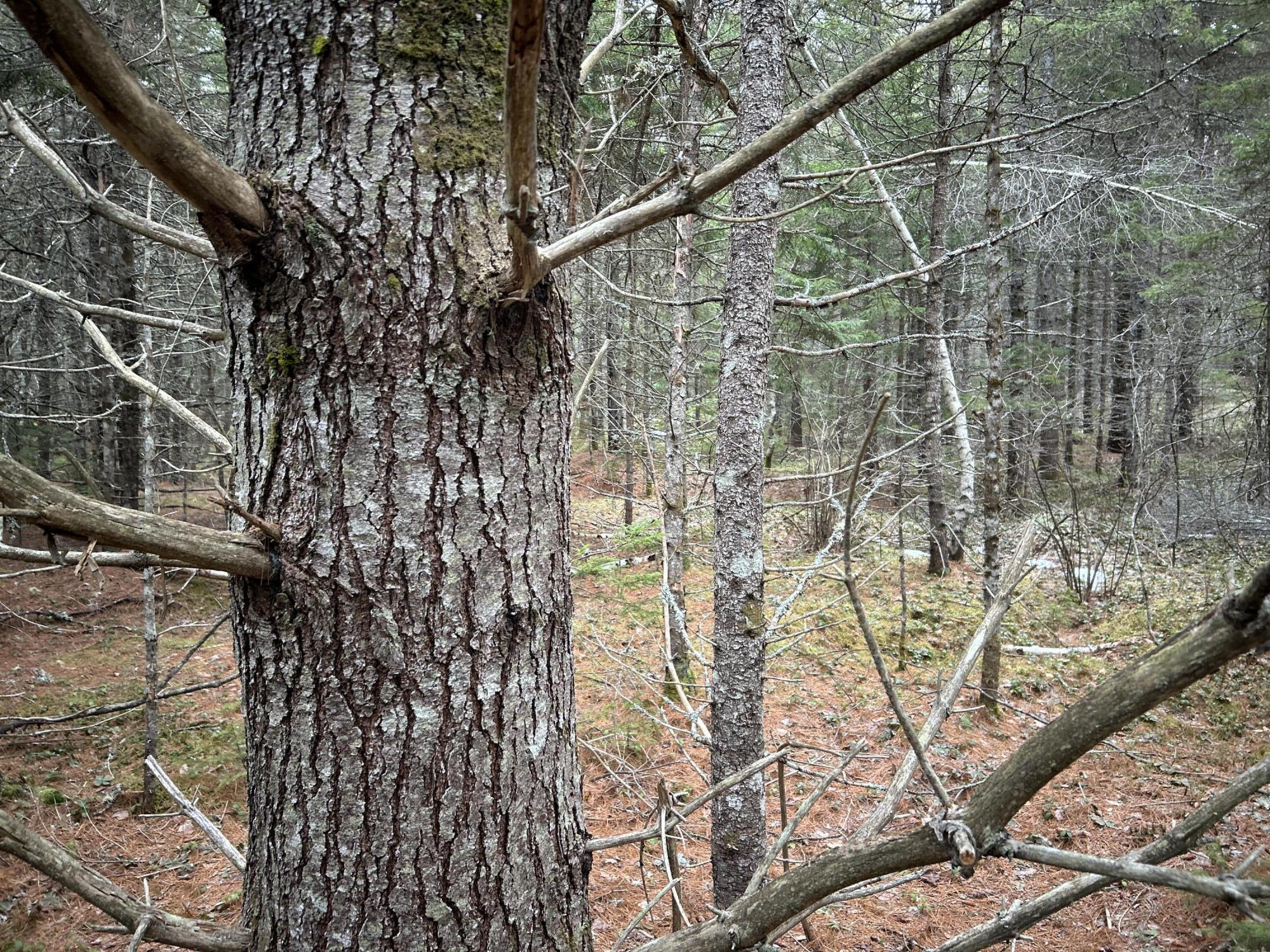 WA31P01L21 Kings Street, Dennysville, ME, 04628