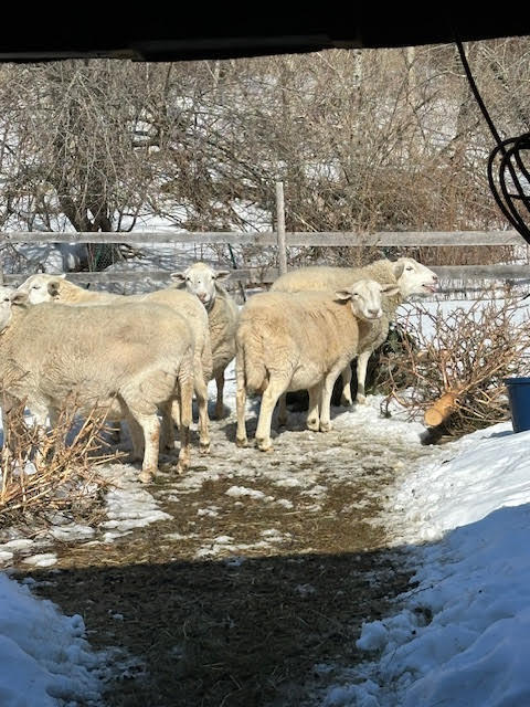 1031 Poors Mill Road, Waldo, ME, 04915