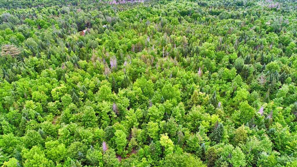 823 US RT 1, Amity, ME, 04471