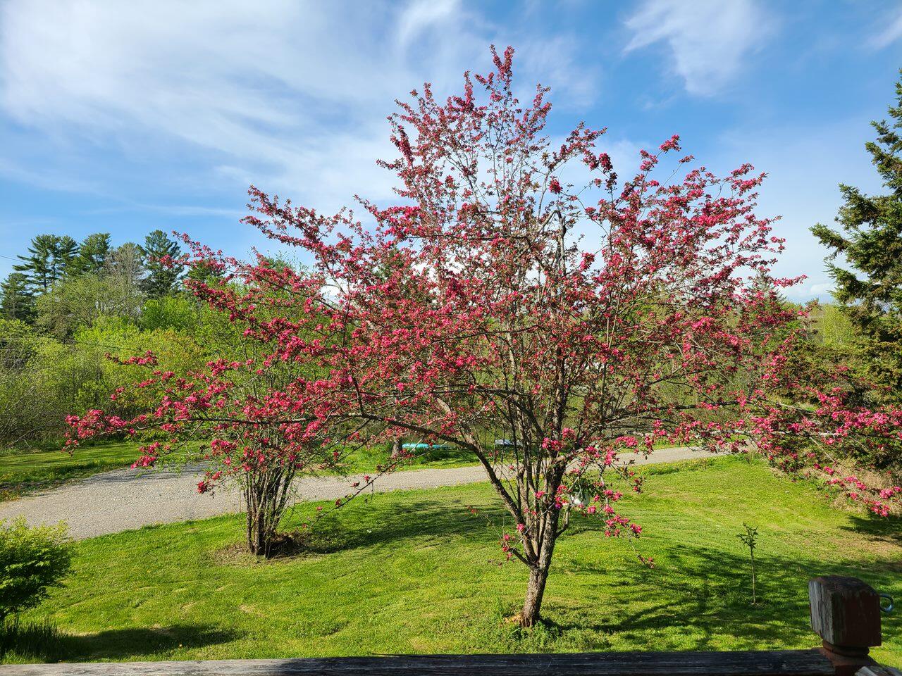 Beautiful Trees