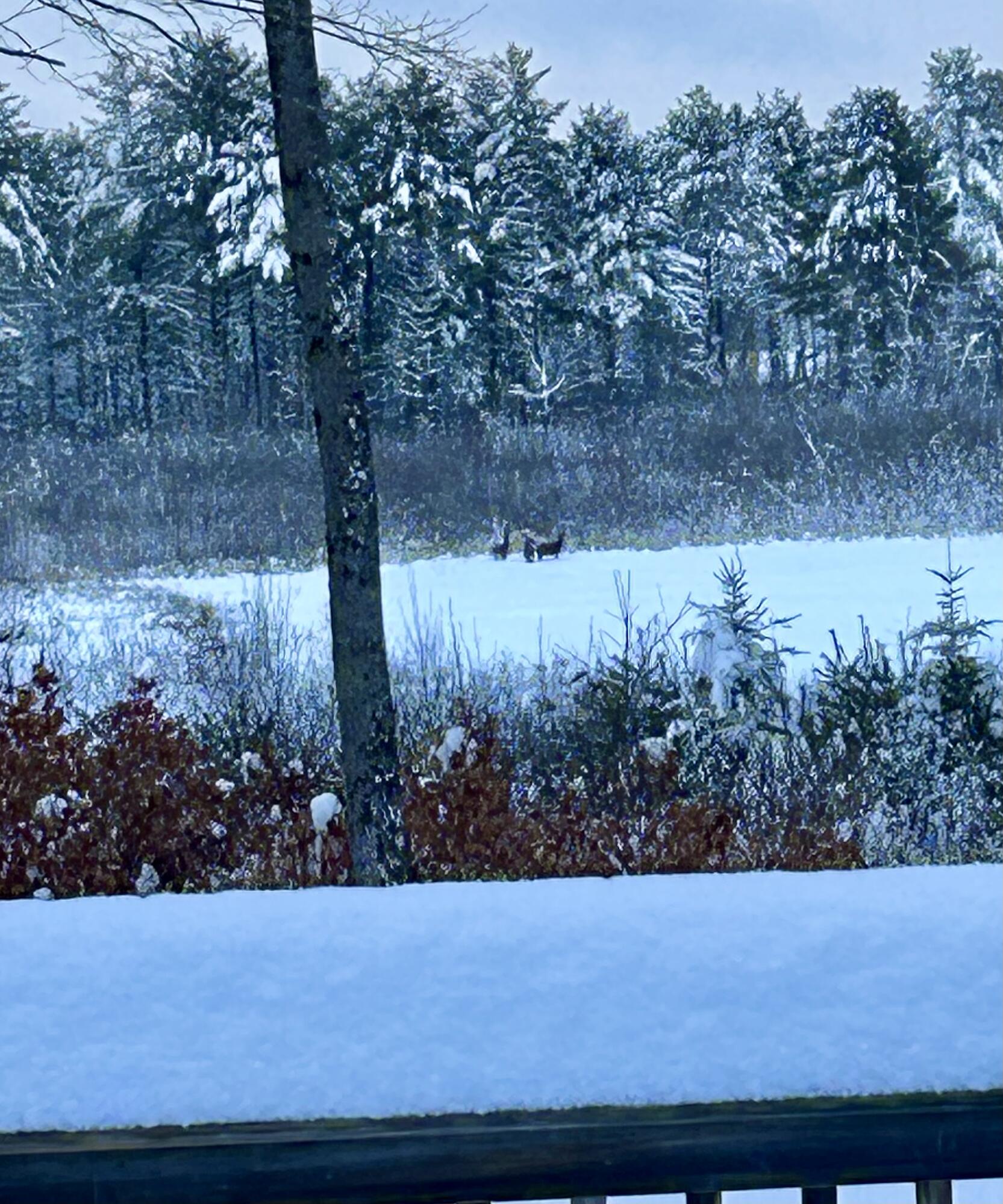 68 Adams Way, Freeport, ME, 04032