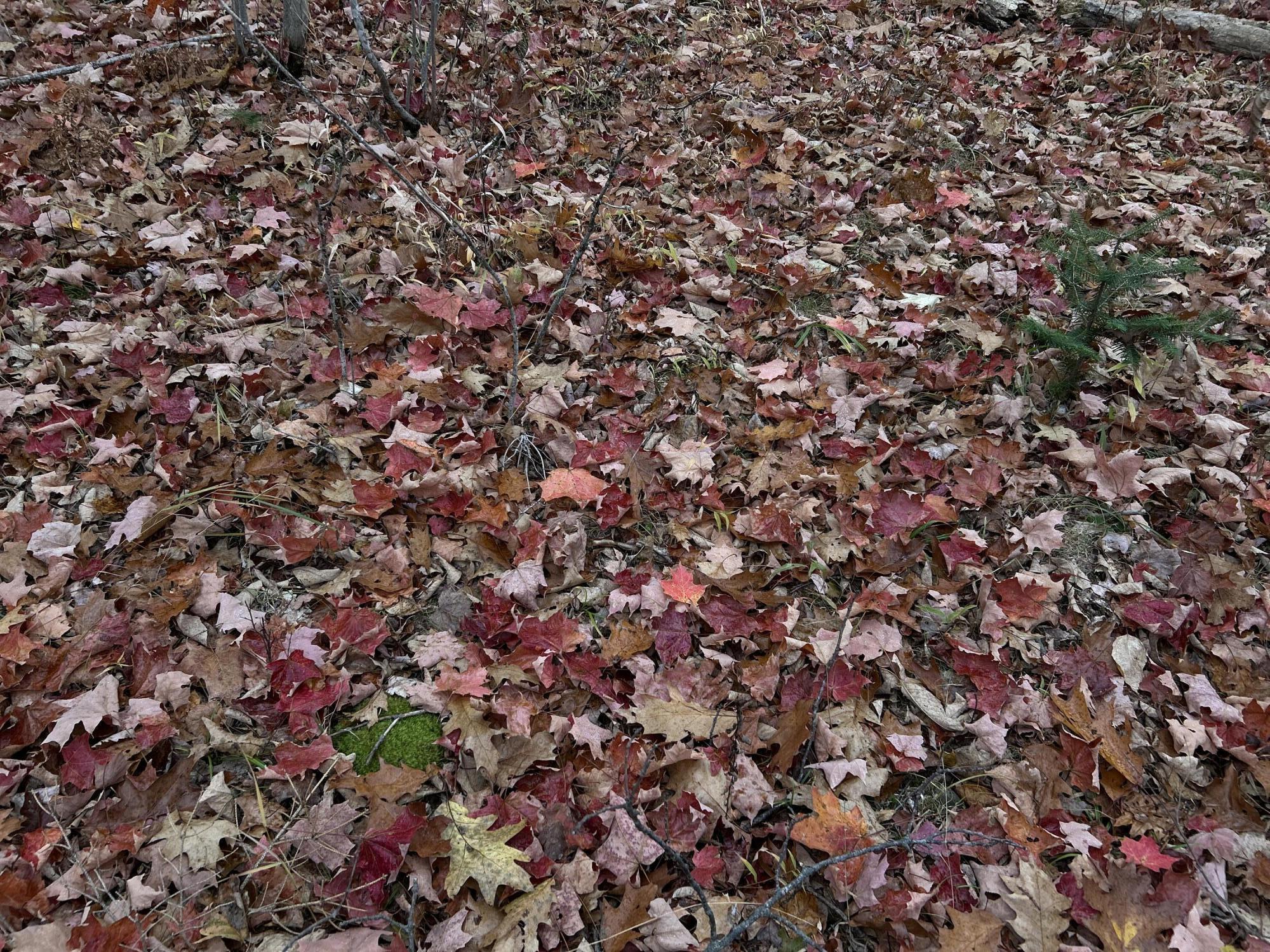 M4L18 Bog Road, Jackson, ME, 04921