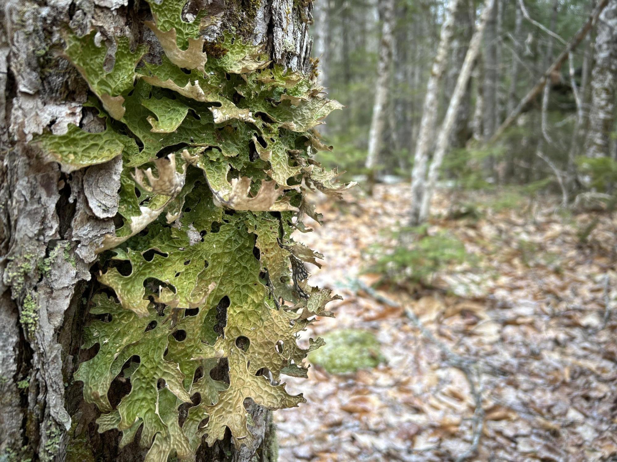 WA31P01L21 Kings Street, Dennysville, ME, 04628