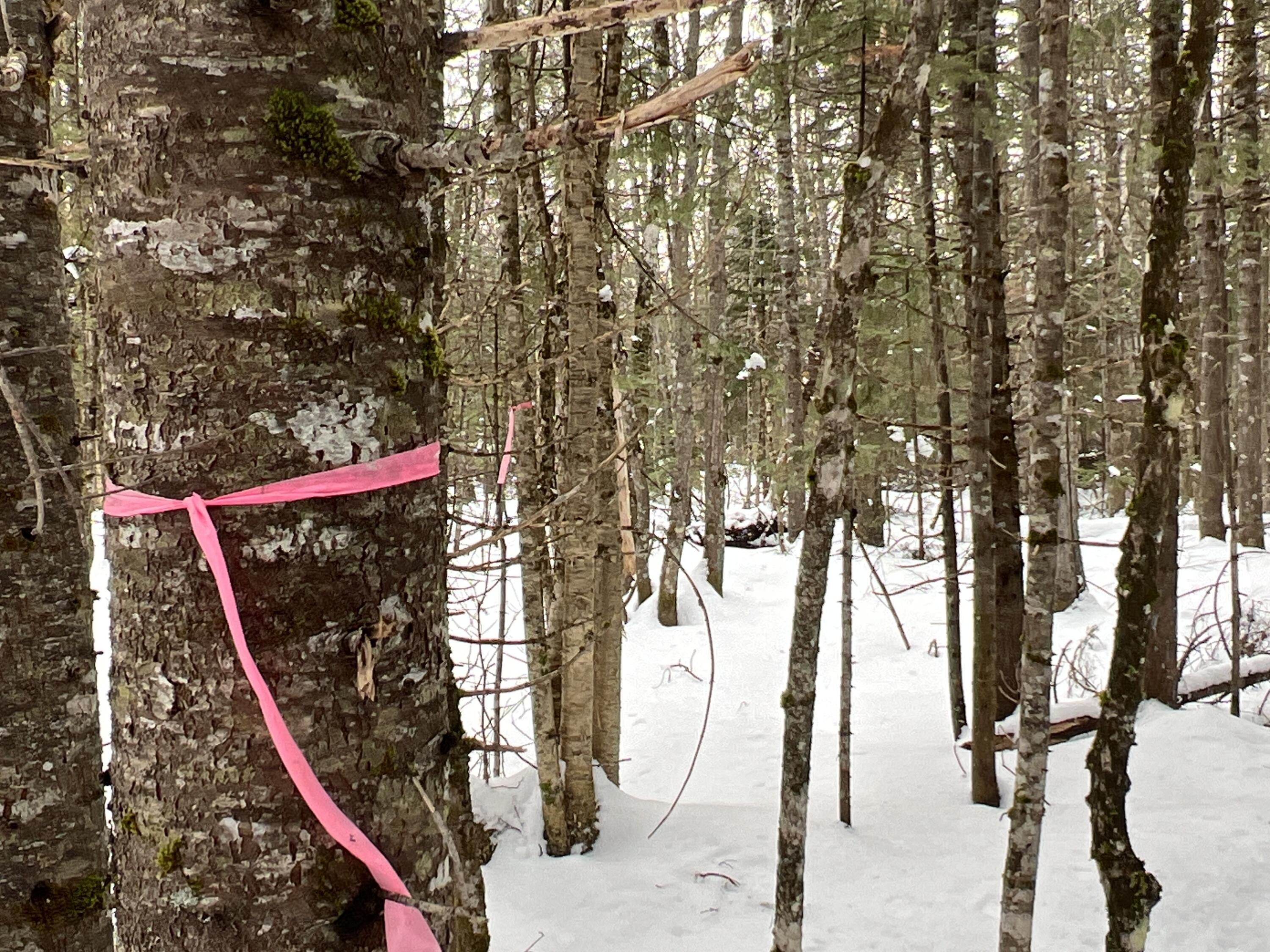 Lot 2-18 Shin Pond Road, Mount Chase, ME, 04765