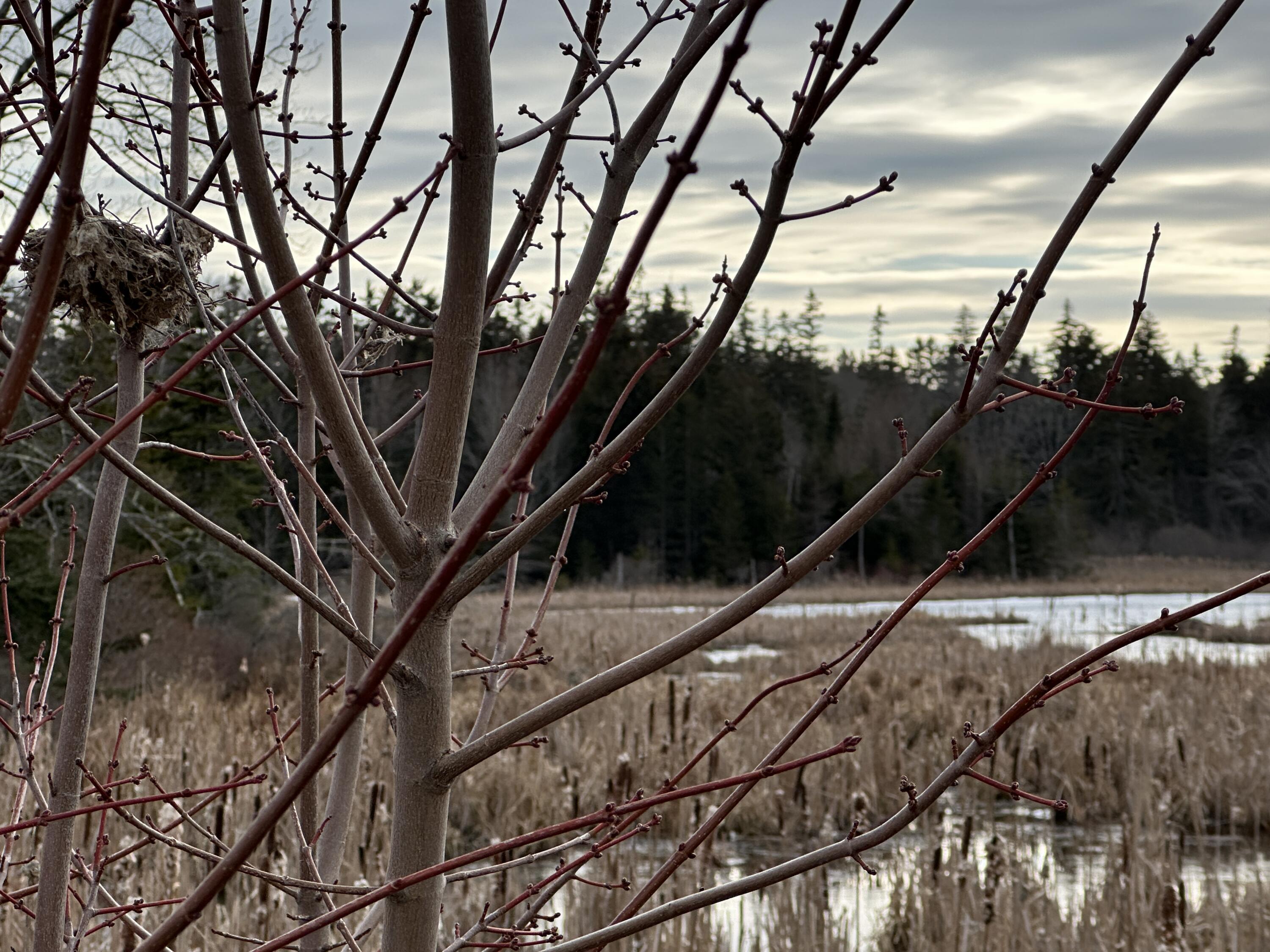 5 Verone Street, Presque Isle, ME, 04769