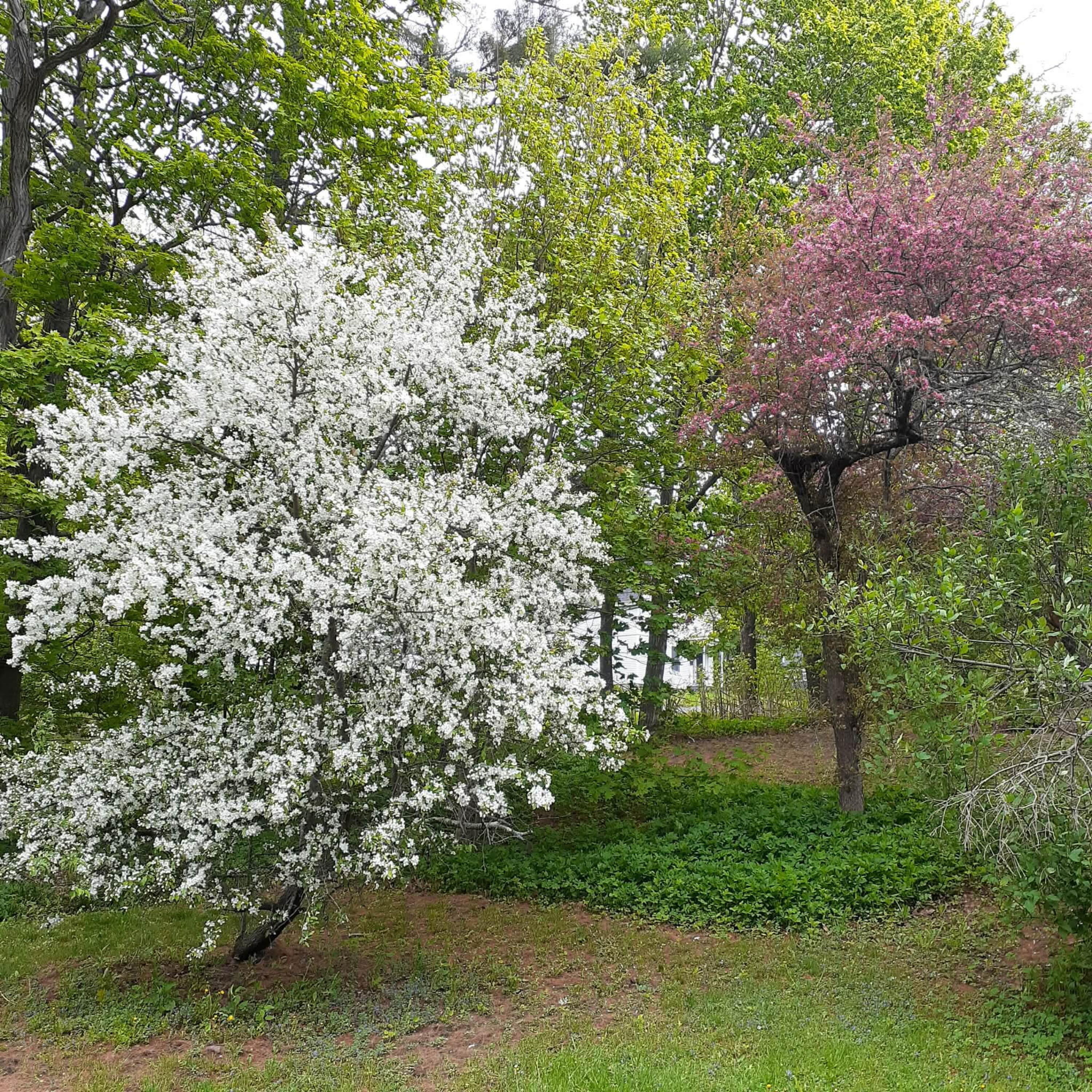 61 Pleasant Street, Dexter, ME, 04930