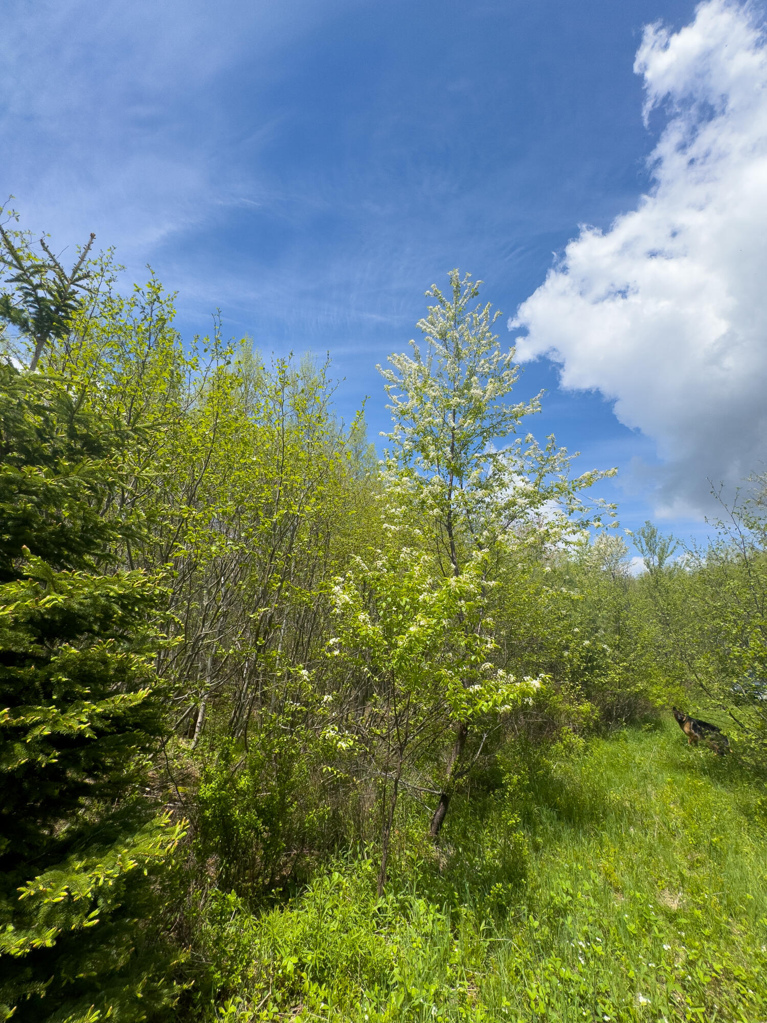 Lot 4 E Ridge Road, Cooper, ME 04657 RIDGE ROAD LOT 4-13