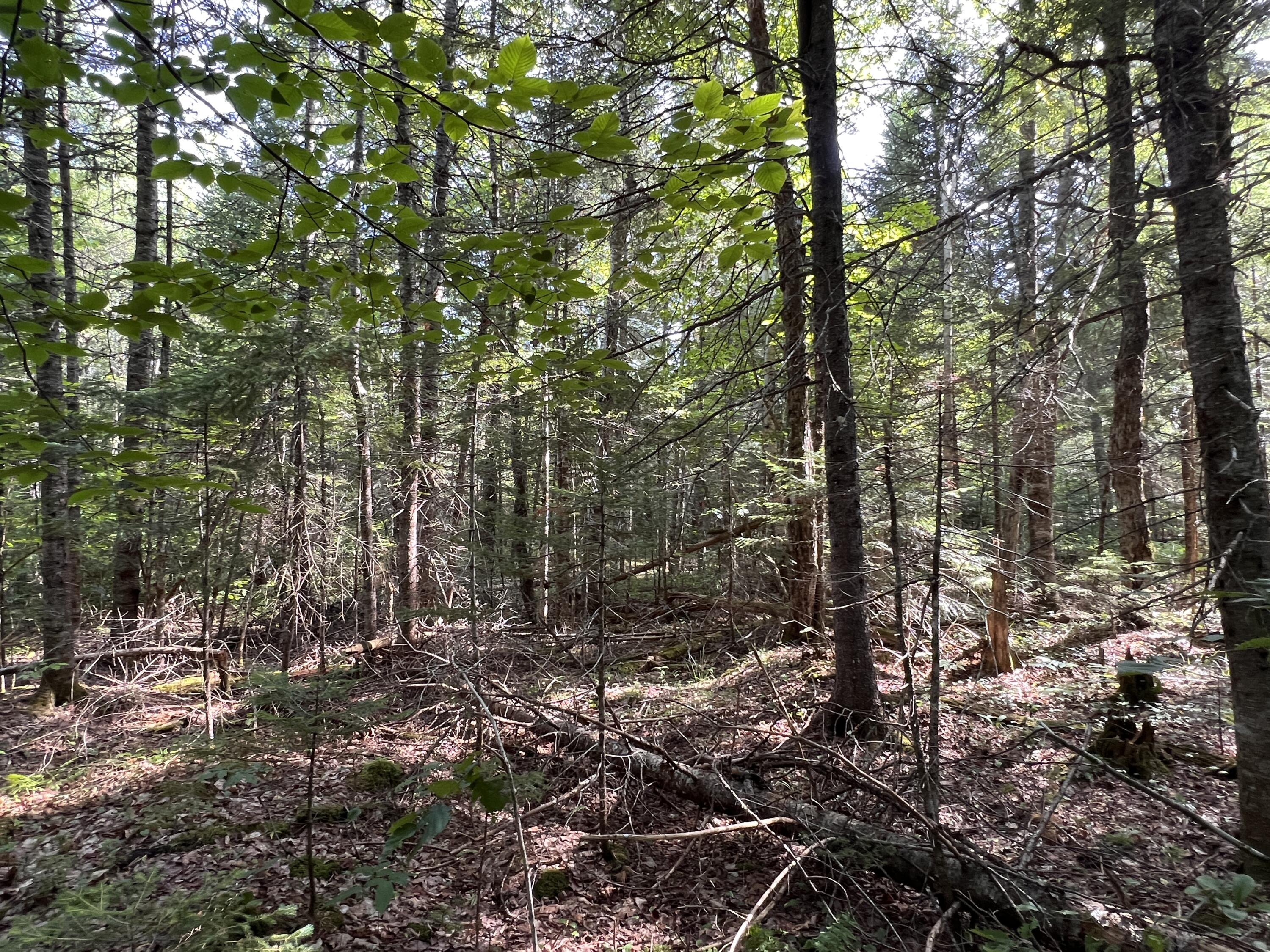 lot 6 & 8 Franklin Realty Road, Haynesville, ME 04497 IMG_4475