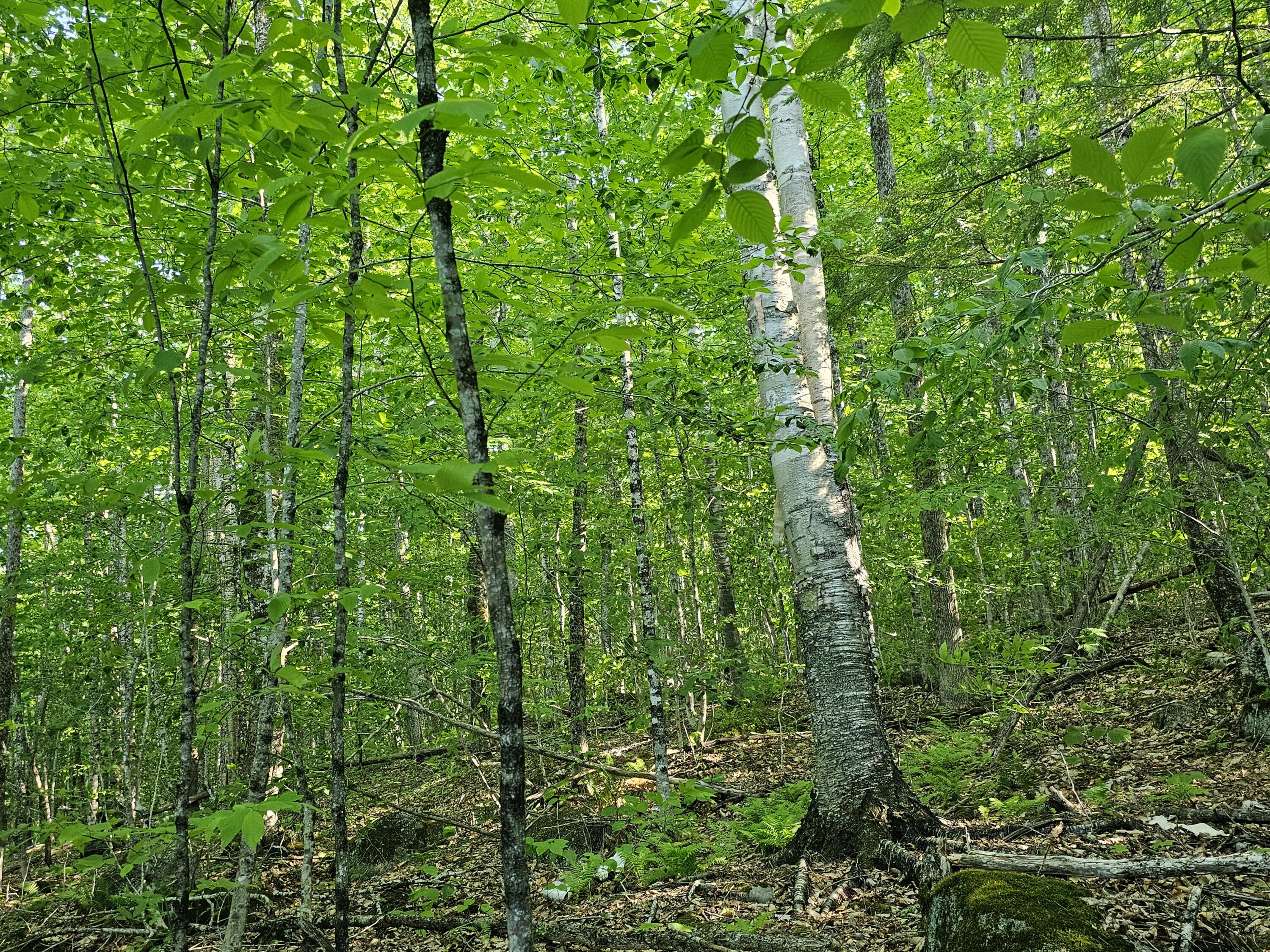 PL5,6,9,10 Great Moose Drive, Hartland, ME, 04493