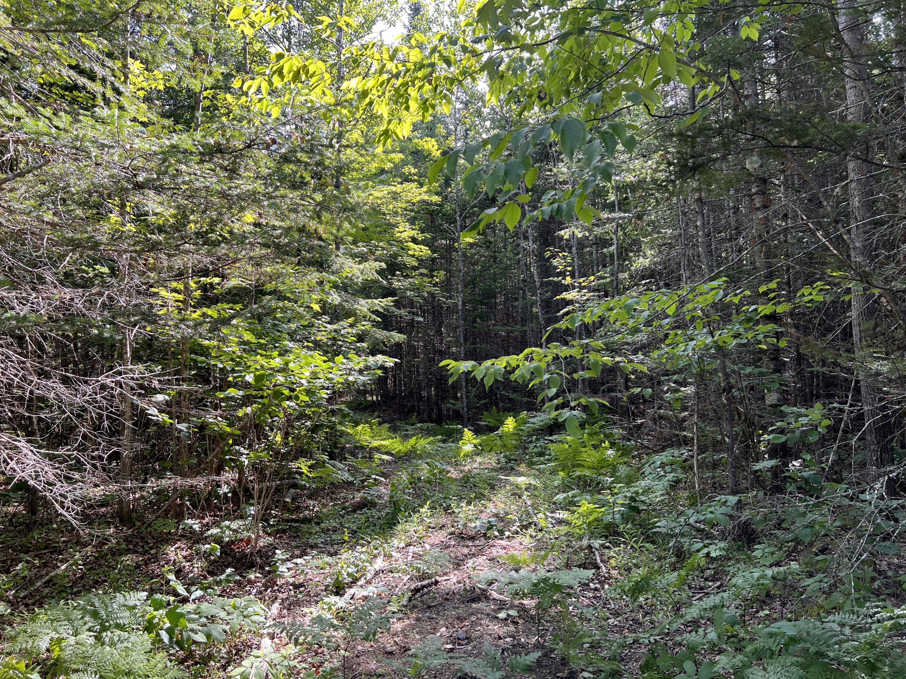 lot 6 & 8 Franklin Realty Road, Haynesville, ME 04497 IMG_4479