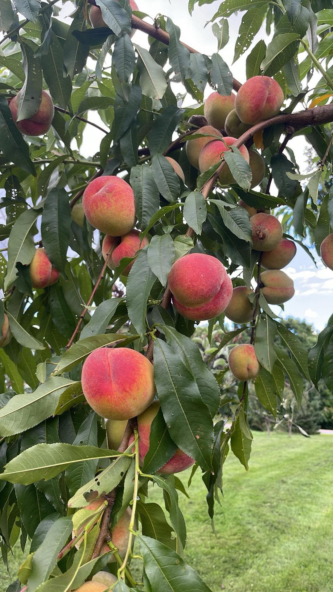 356 Range Road, Atkinson, ME, 04426