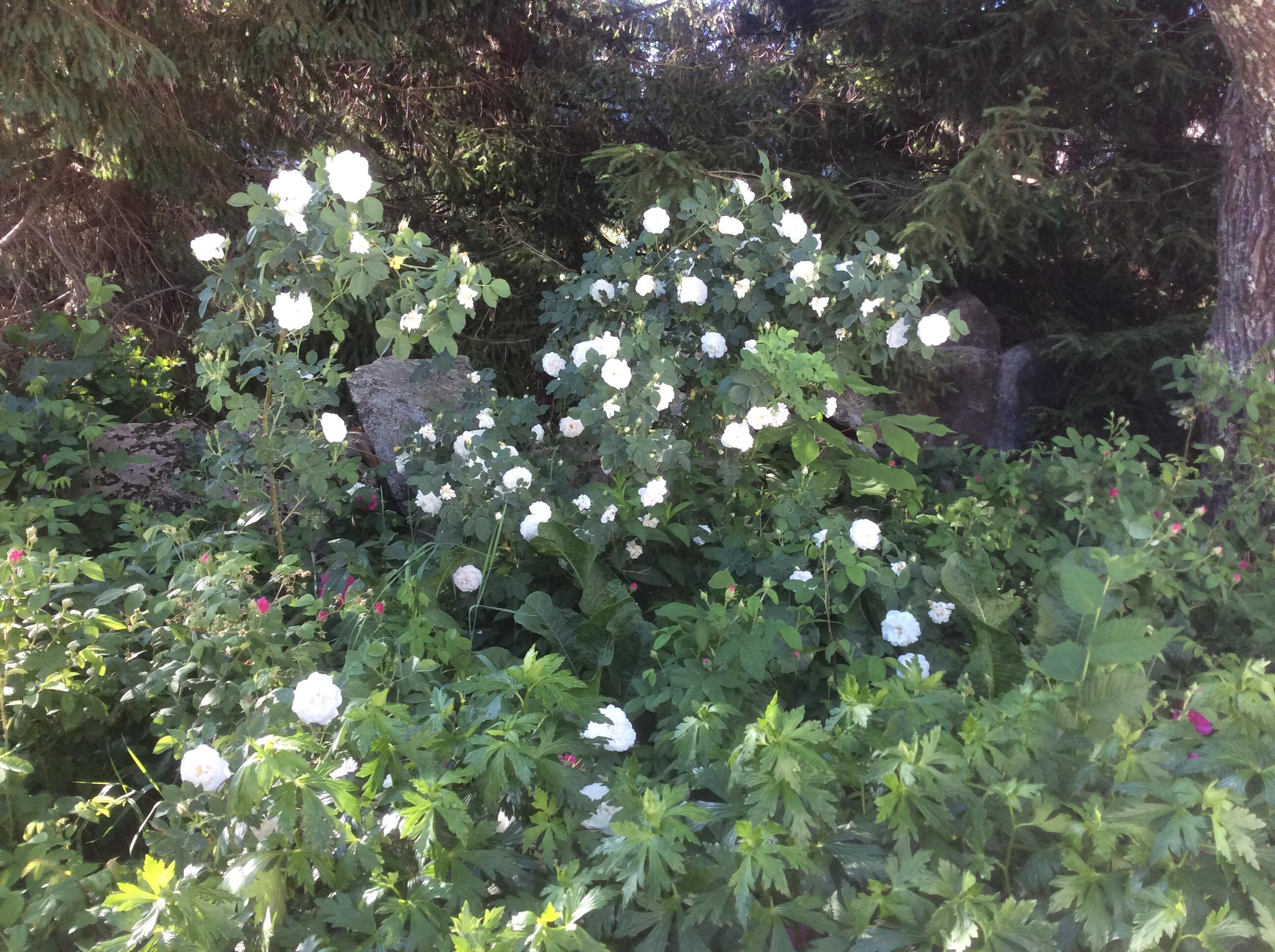 482 Back Road, Shapleigh, ME, 04076