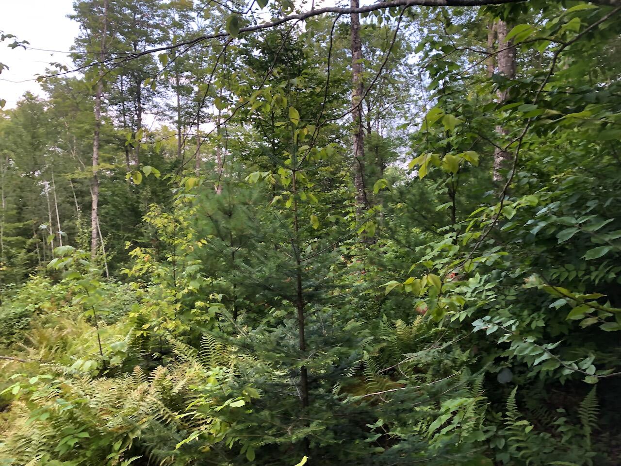 06 Swett Brook Lane, Weld, ME, 04285