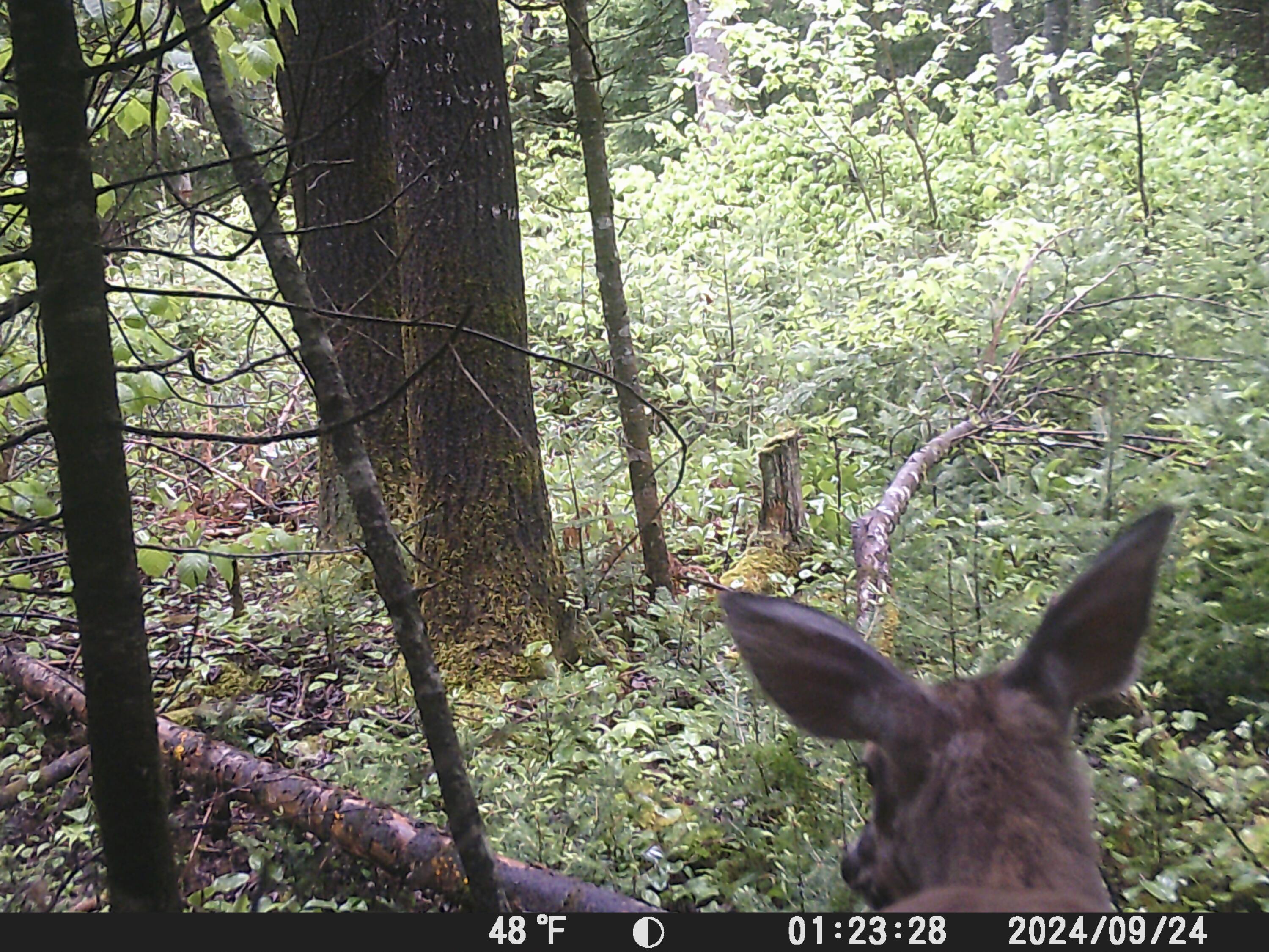 Lot UNIT&nbsp;3 Pleine Road, Saint Agatha, ME, 04772