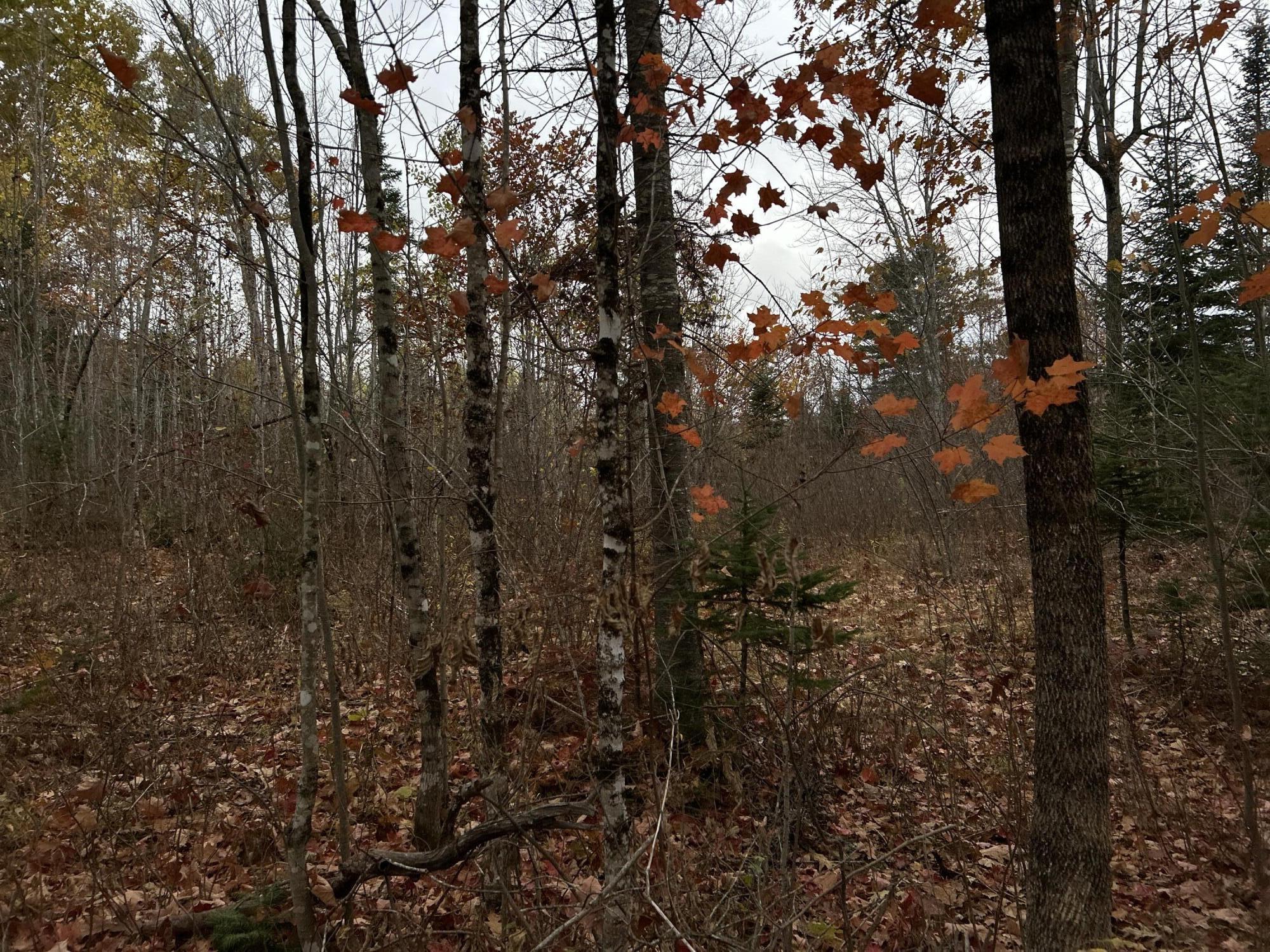 M4L18 Bog Road, Jackson, ME, 04921