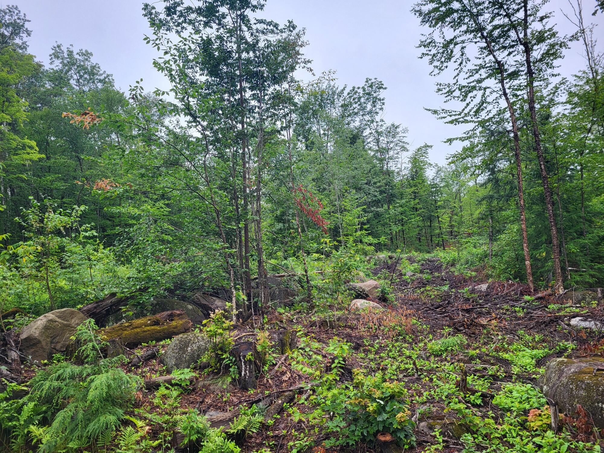 Lot 62.2 Reeds Mill Road, Madrid Twp, ME, 04966