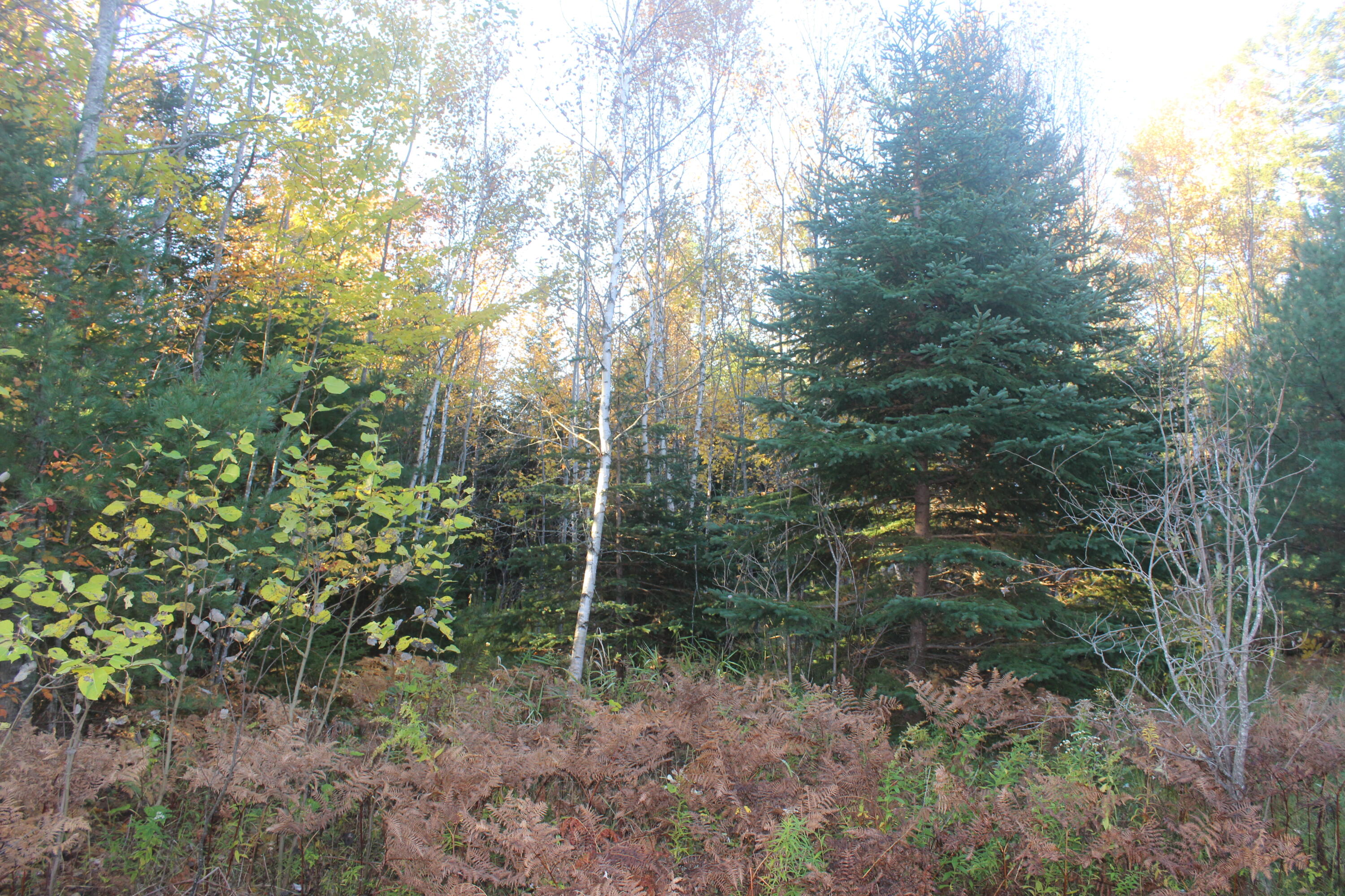 Photo of 177 Gin Cove Road Perry ME 04667