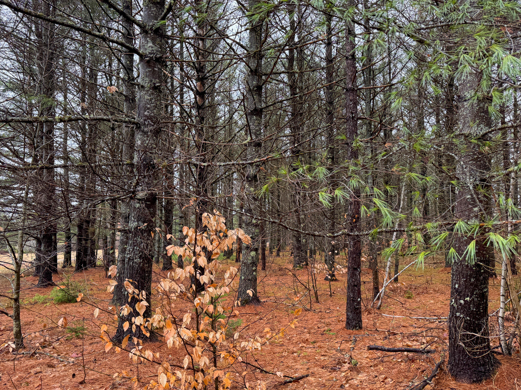 43 Fleming Road, Bethel, ME, 04217