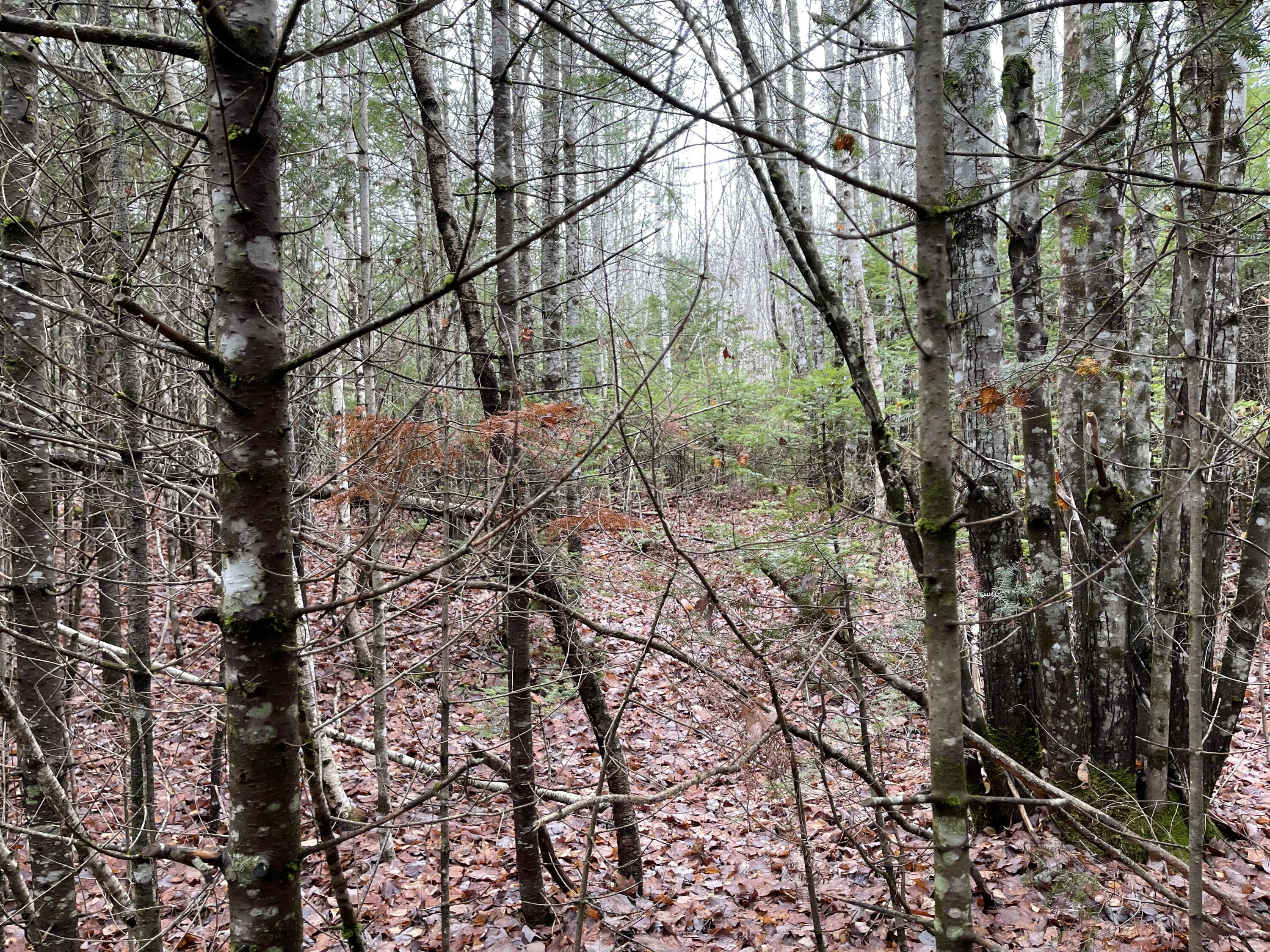 194 E Gulch Road, Thorndike, ME, 04986