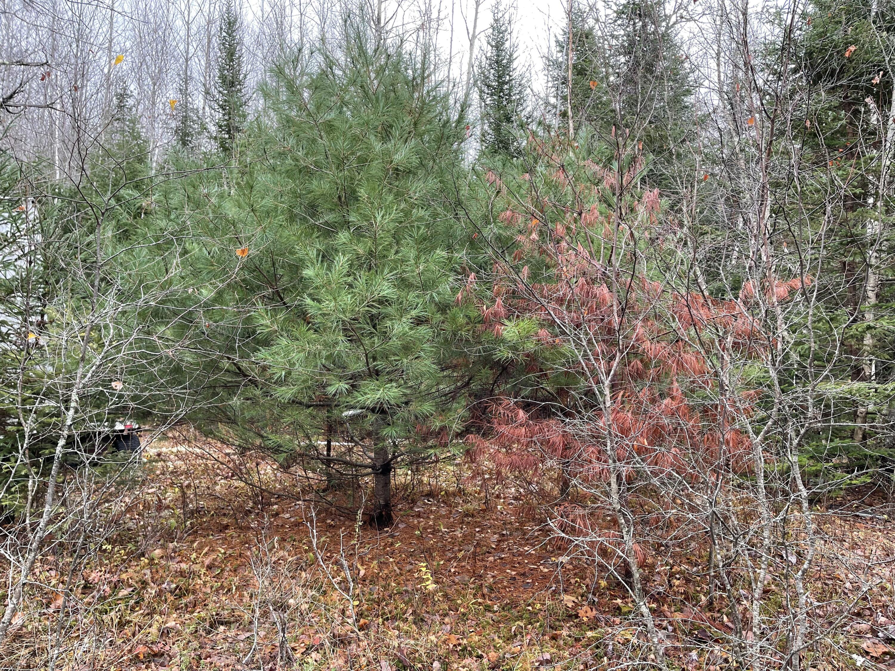 194 E Gulch Road, Thorndike, ME, 04986