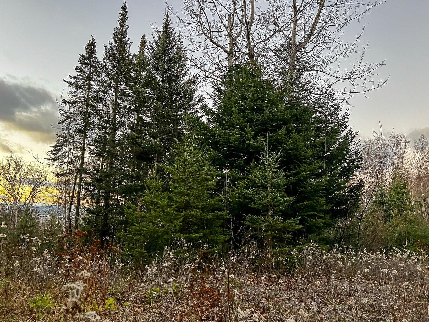 Lot 16 Mill Brook Road, Sandy River Plt, ME, 04970