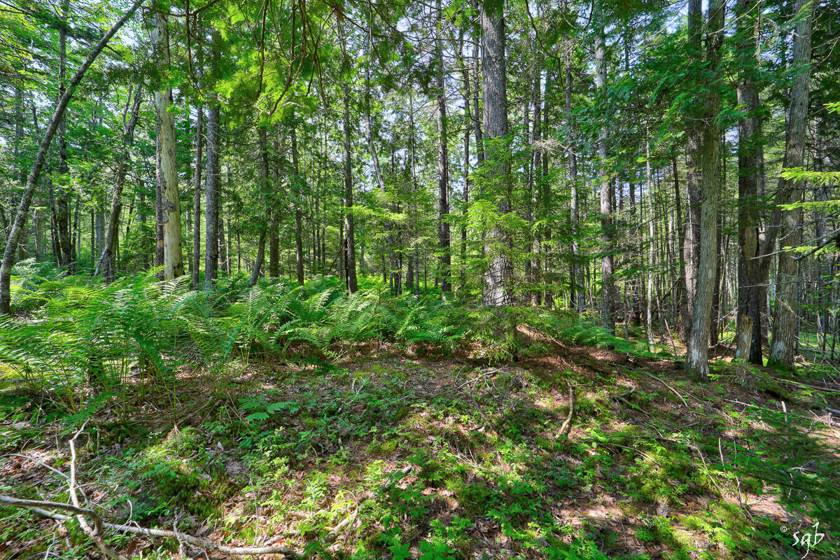 Lot 3 Bear Springs Lane, Surry, ME, 04684