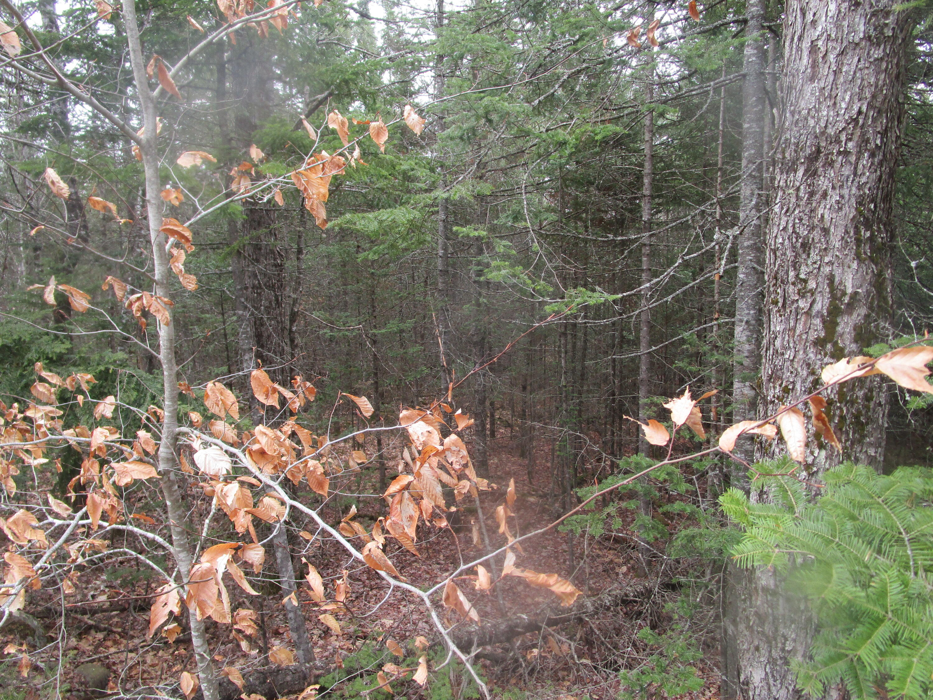 Rt 180 Rebel Hill Road, Clifton, ME, 04428