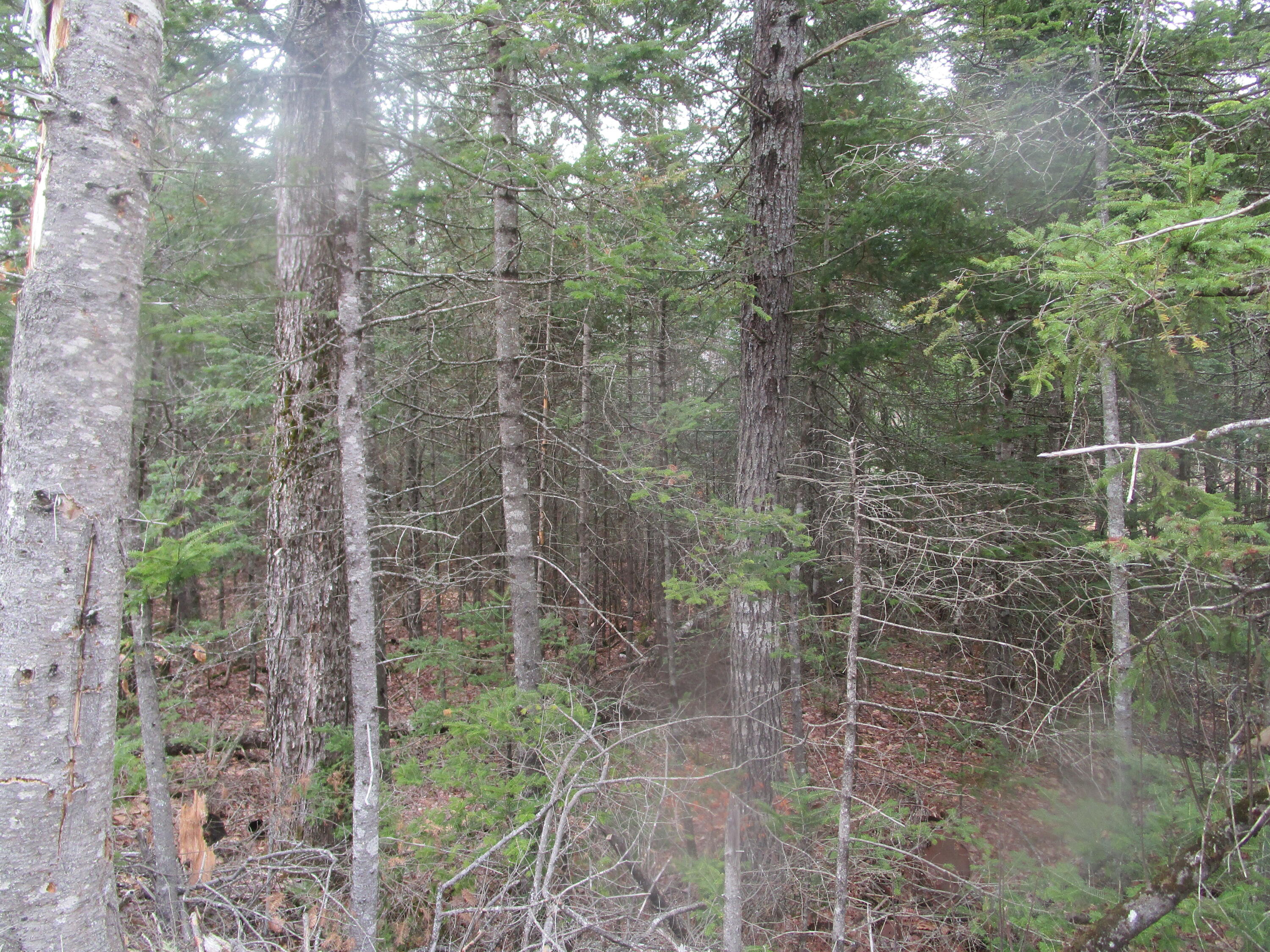 Rt 180 Rebel Hill Road, Clifton, ME, 04428