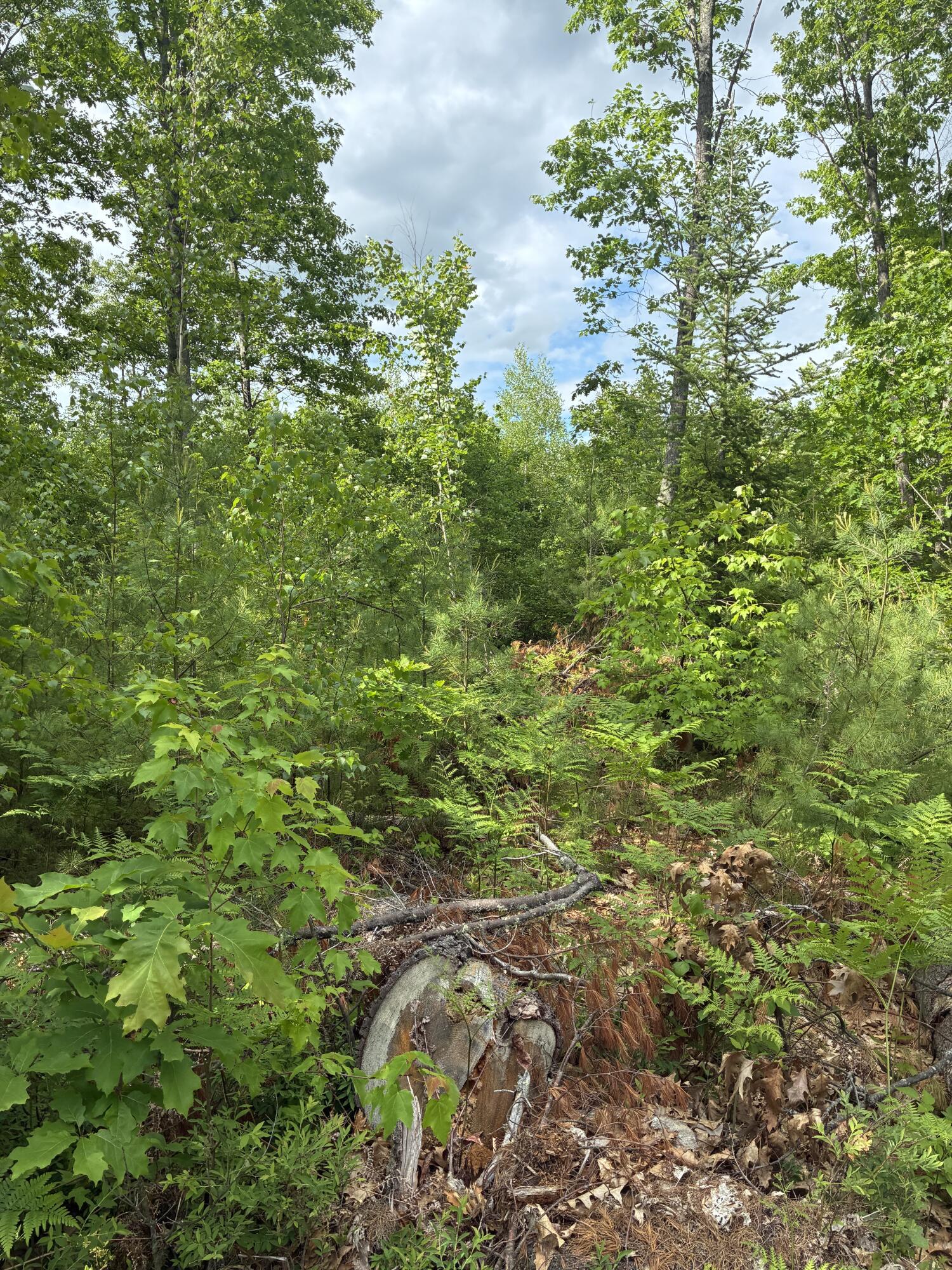 Lot 2 -