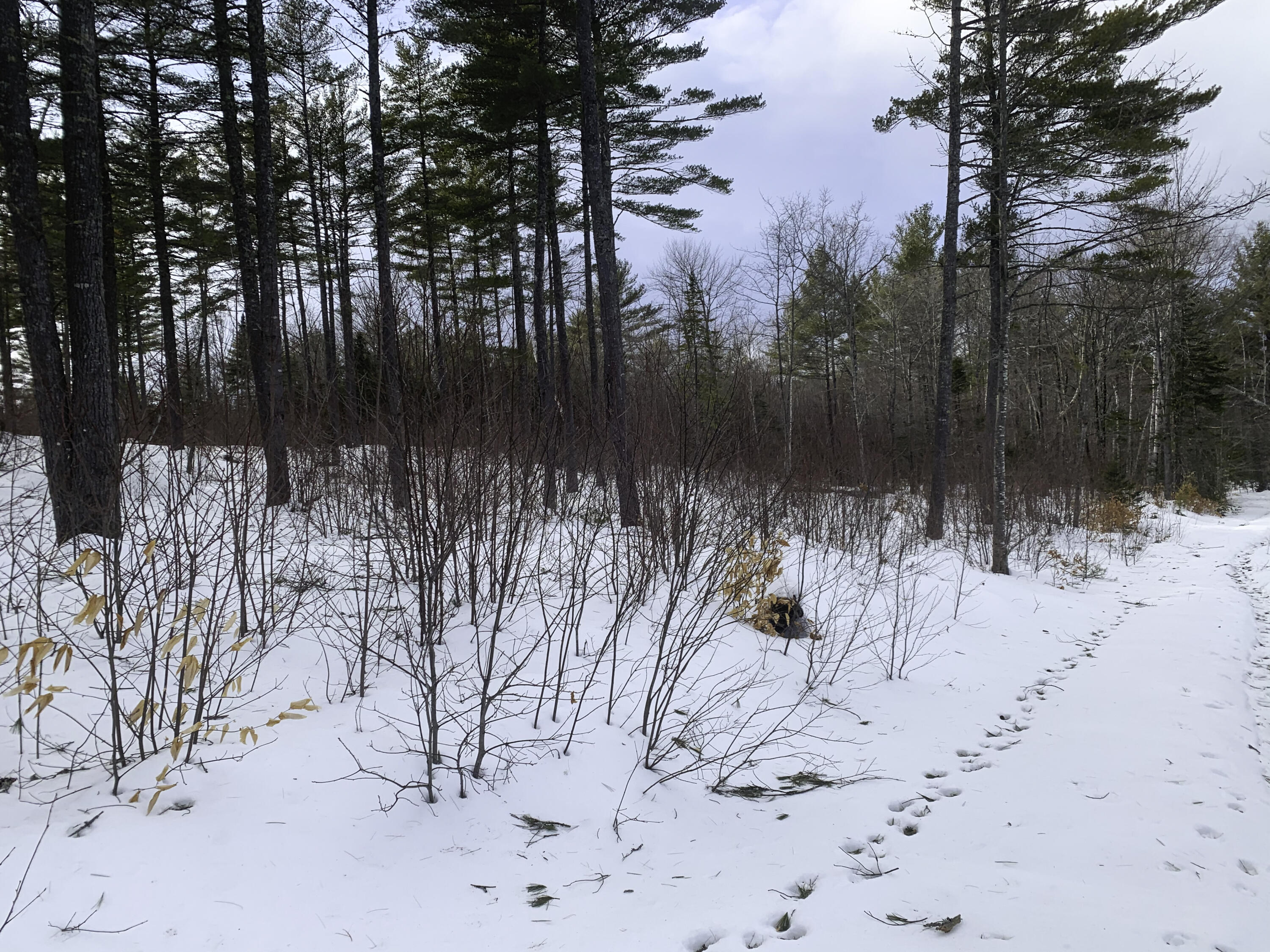 Lot 1 Lyman Wheeler Road, Bethel, ME, 04217