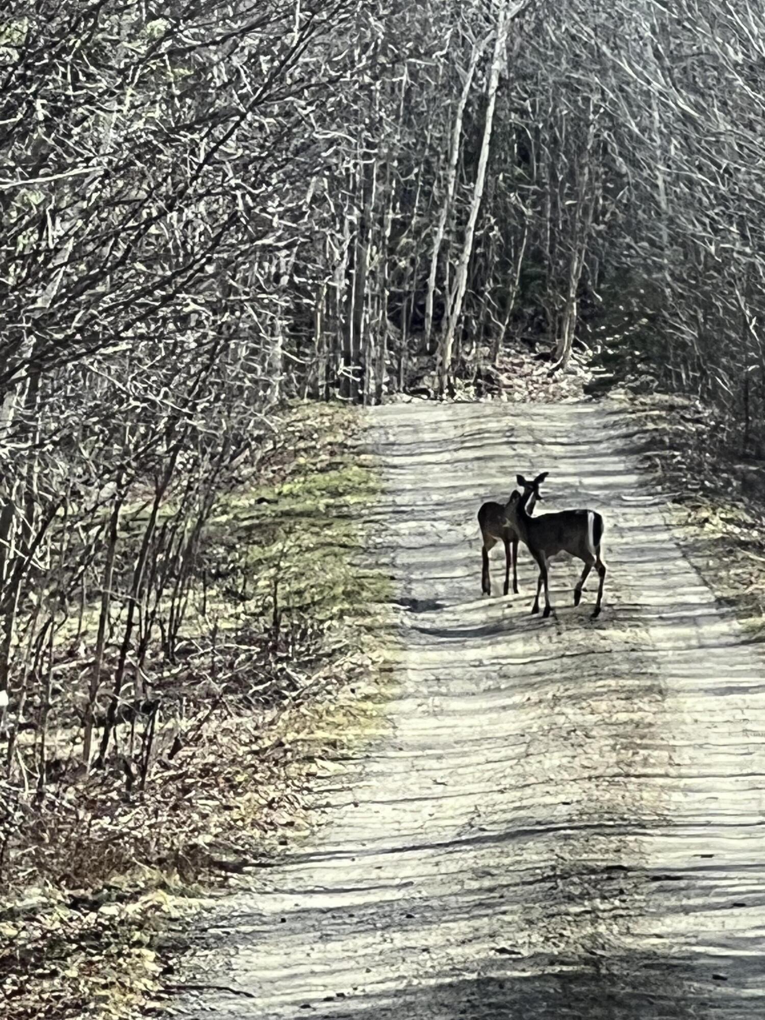 019 BEAR Lane, Rumford, ME, 04276