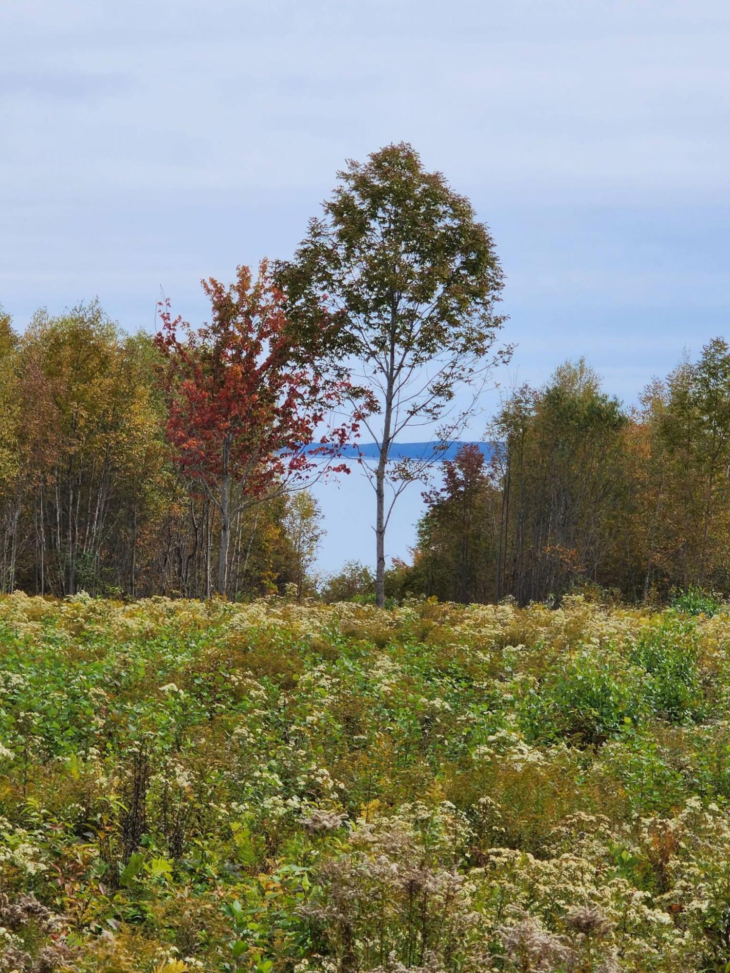 Lot 52 US- Route 1, Robbinston, ME, 04668