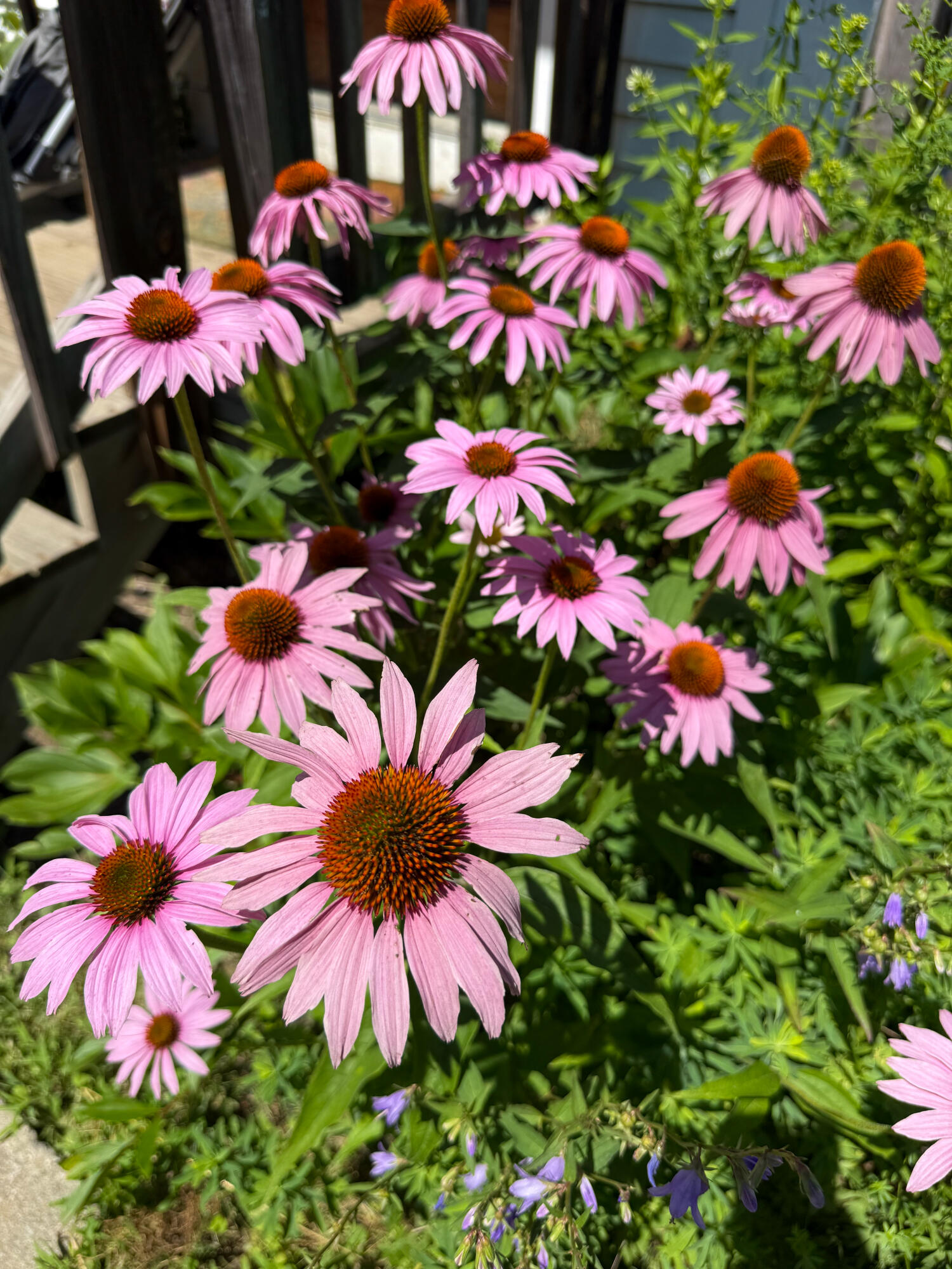 Flower gardens