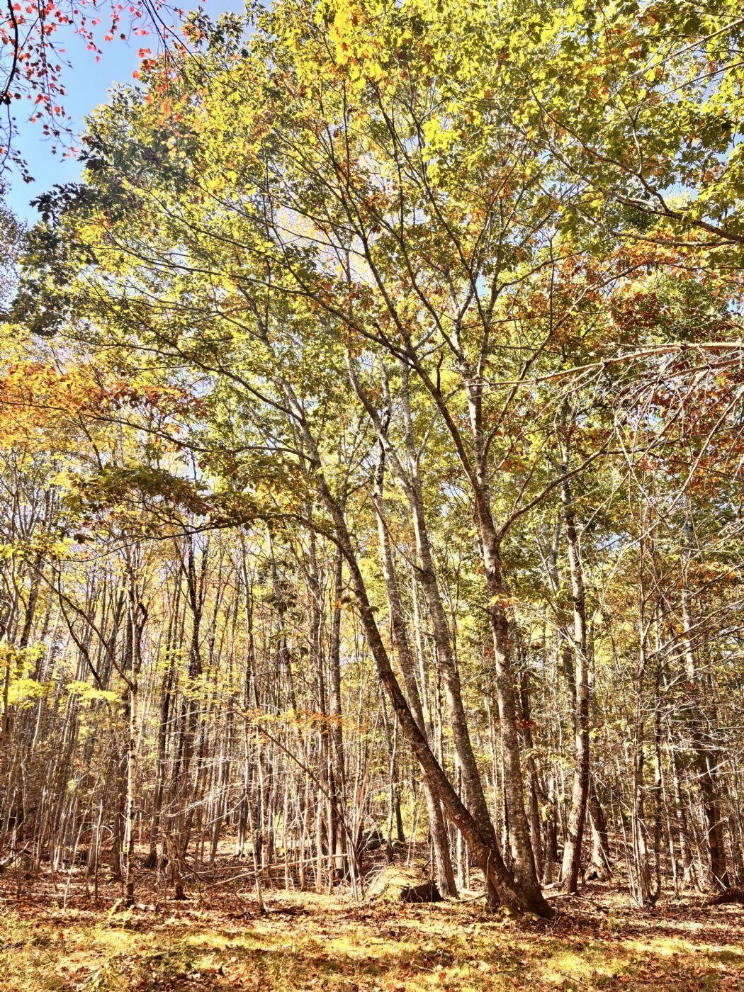 150 Bowden Point Road, Prospect, ME, 04981