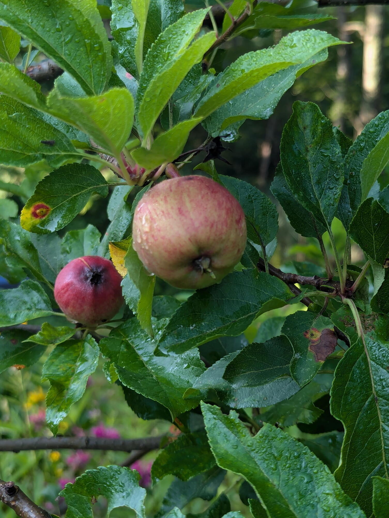 48 Pennell Avenue, Portland, ME, 04103