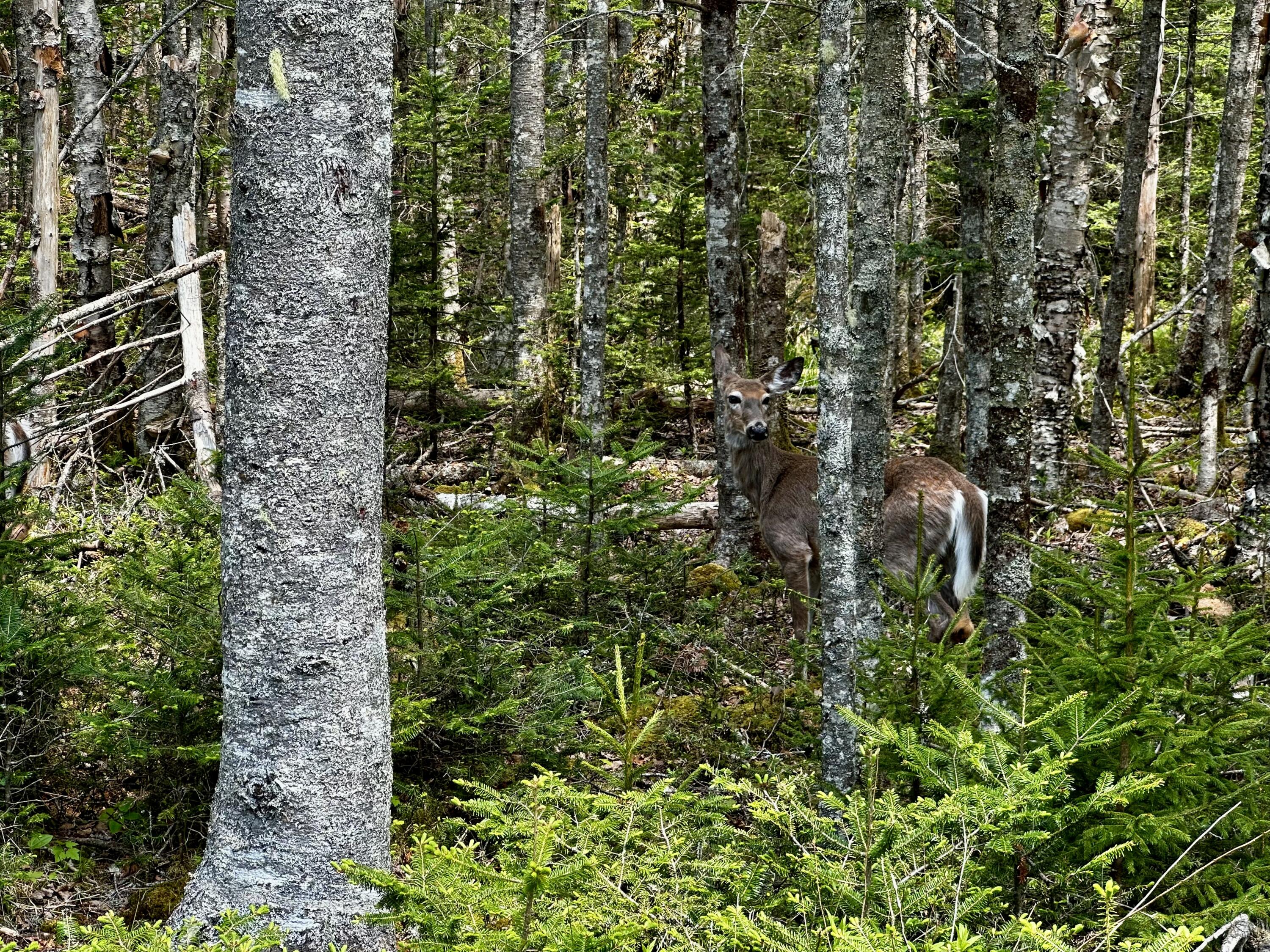 Lot 15 Collins Cove Road, Machiasport, ME, 04655