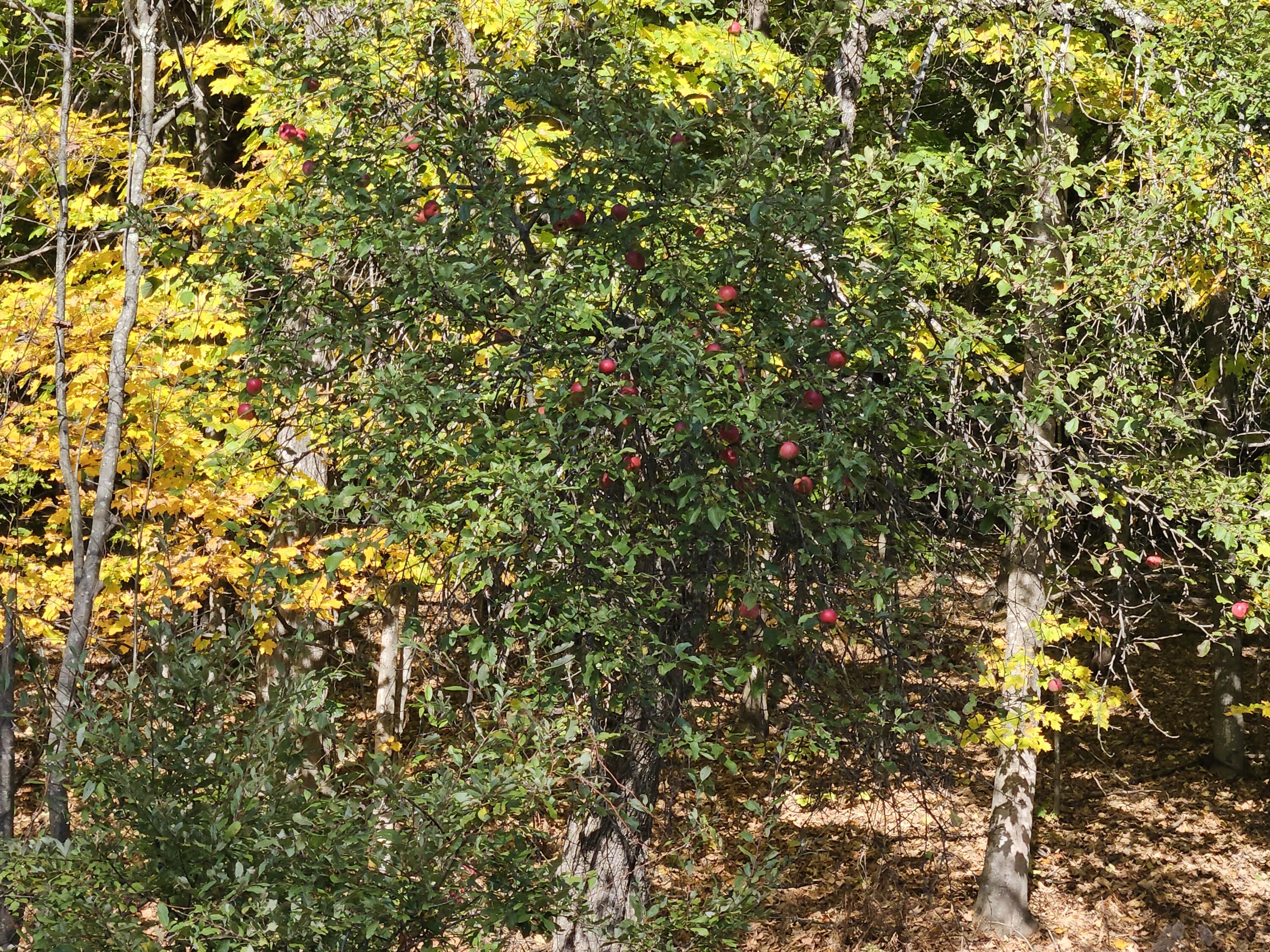 R-5 13-A Norton Hill Road, Strong, ME, 04983