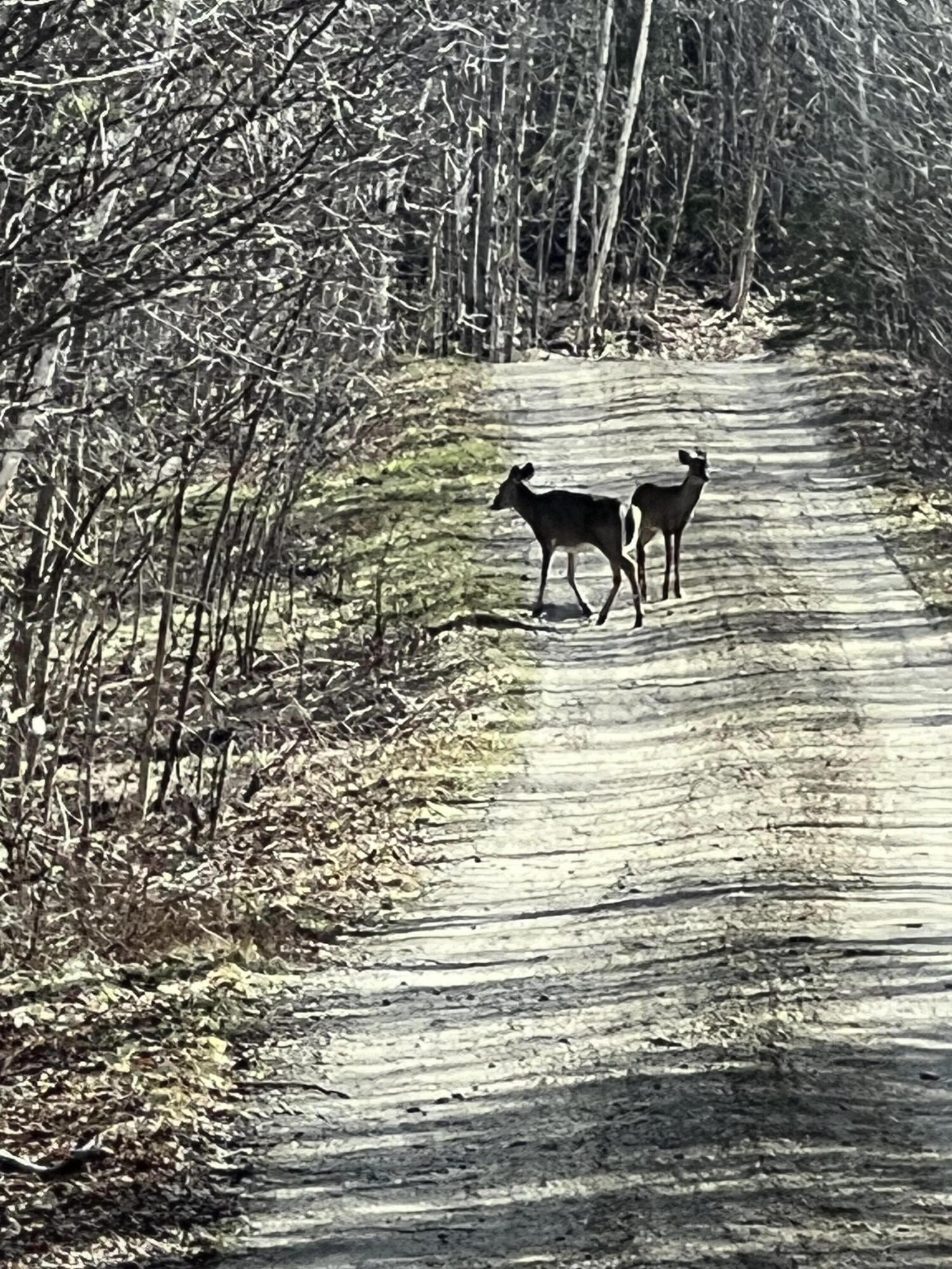 019 upper Bear Lane, Rumford, ME, 04276