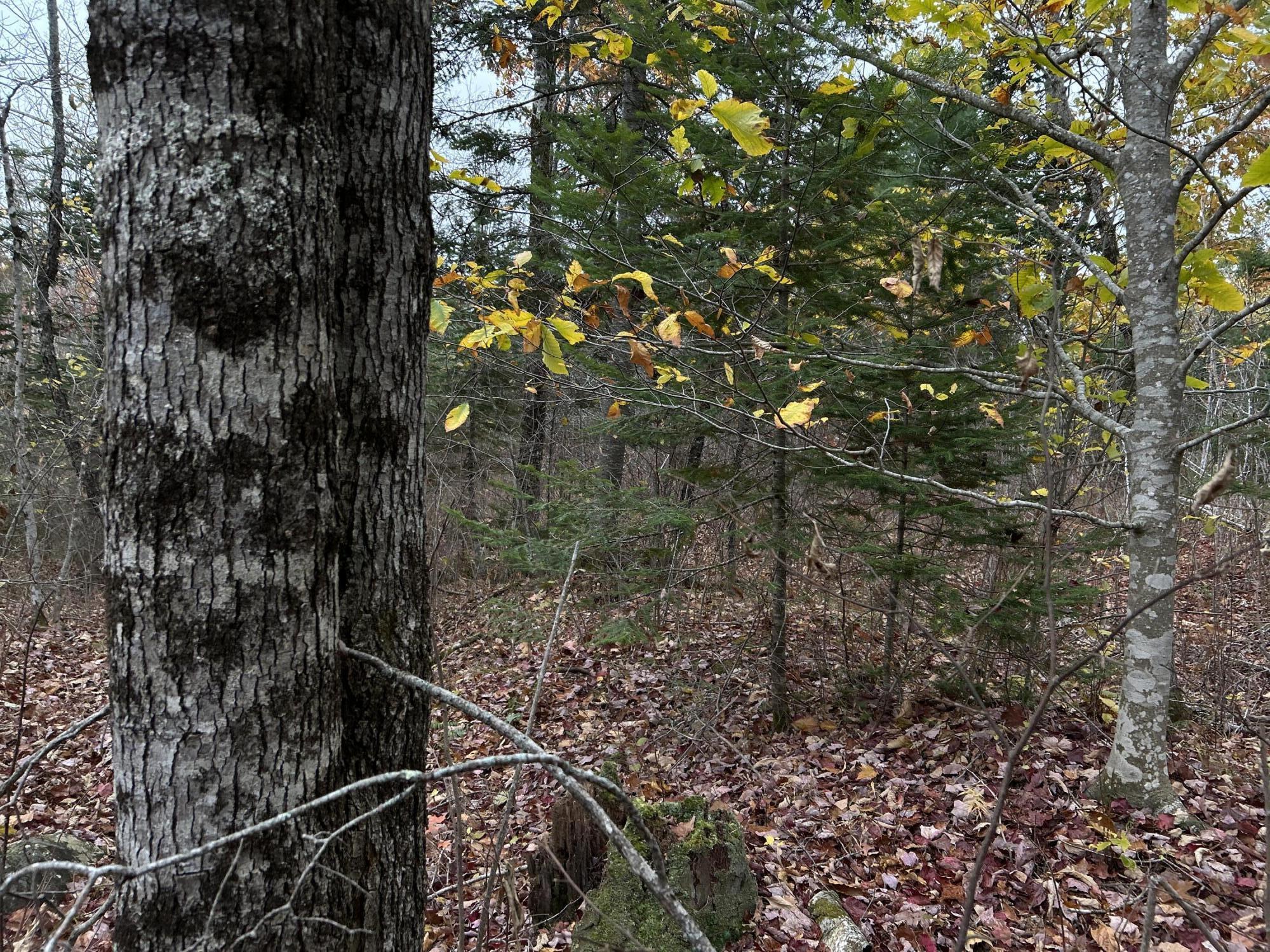 M4L18 Bog Road, Jackson, ME, 04921