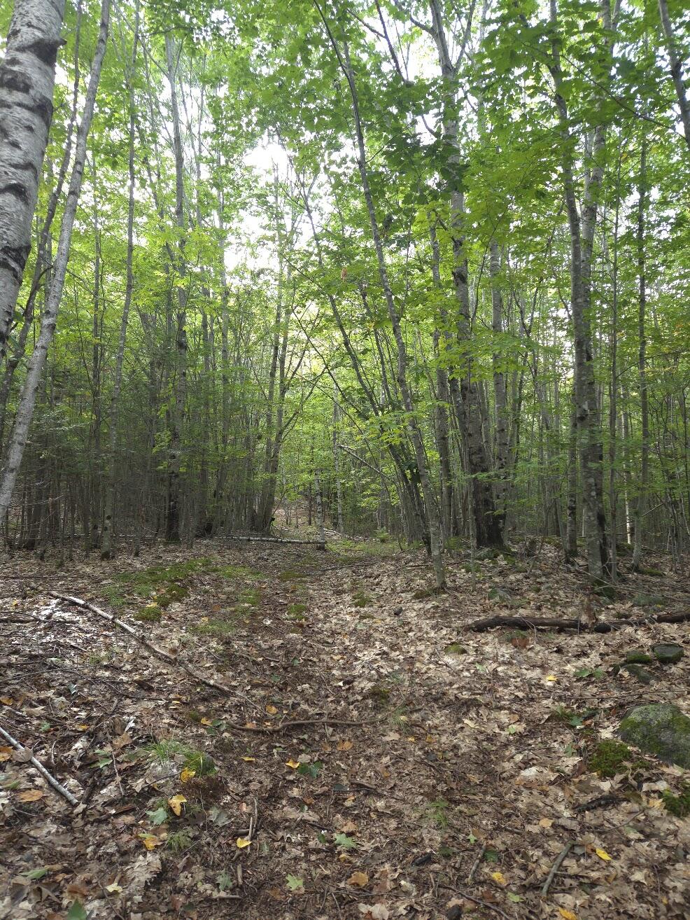 125 High Street, West Paris, ME 04289 Walking Trails on Property