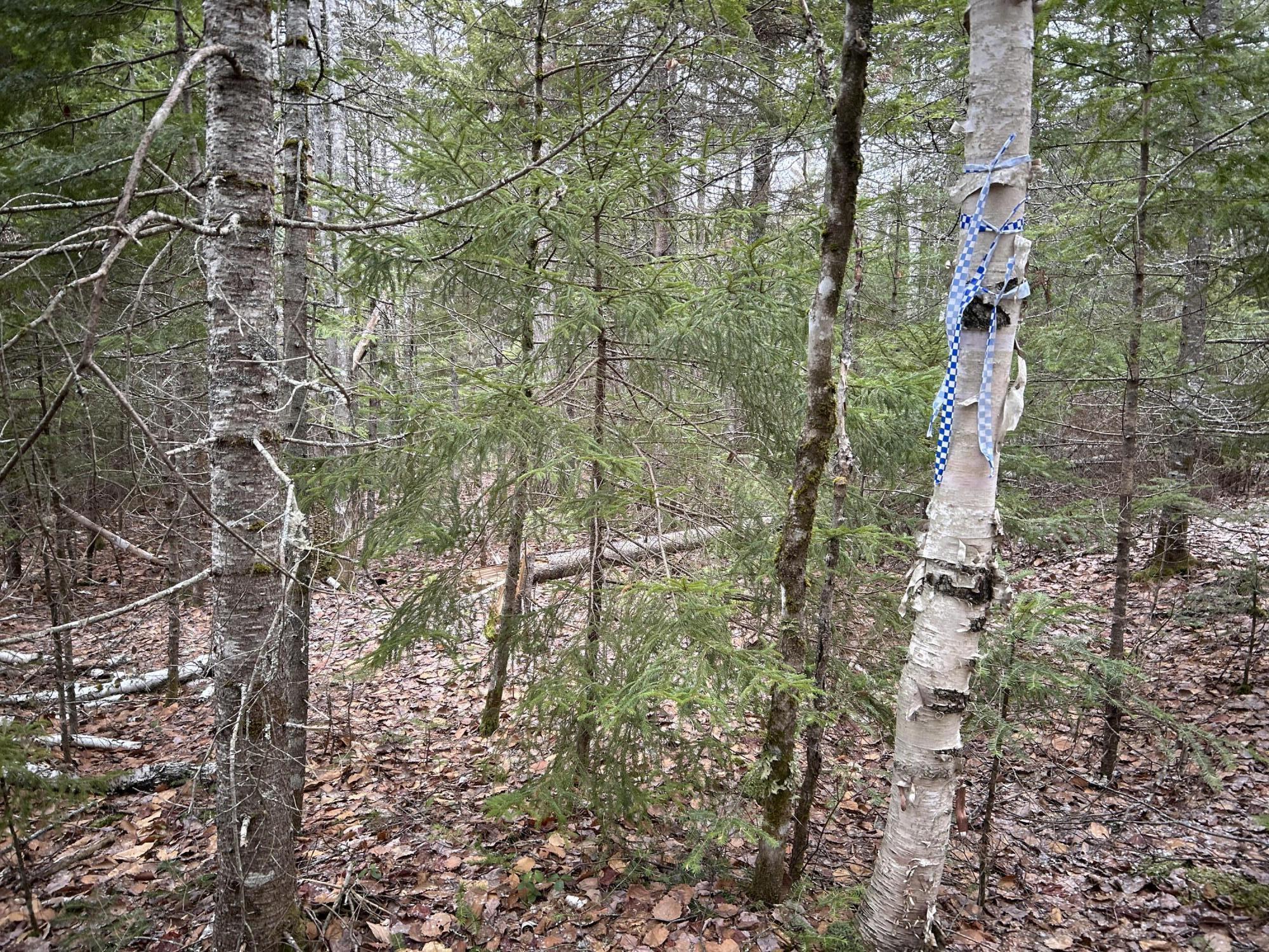 WA31P01L21 Kings Street, Dennysville, ME, 04628