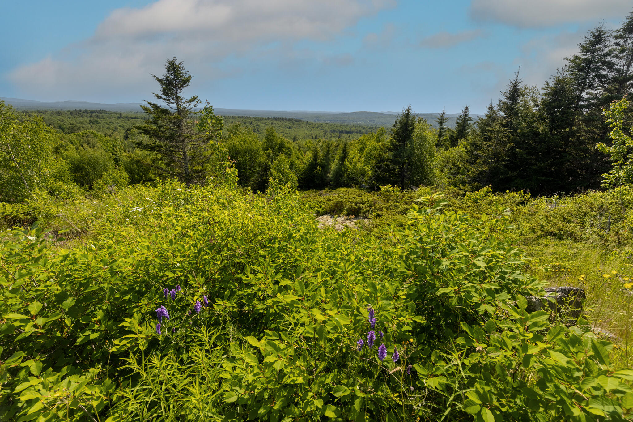 533 Mount Ephraim Map 4 Lot 63 Road, Searsport, ME, 04974