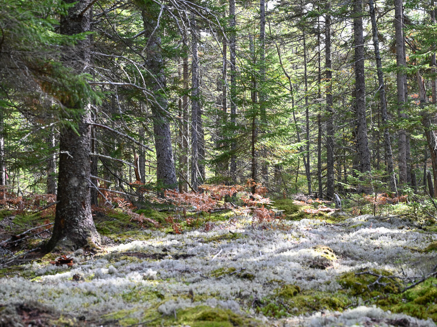 000 Seawall Map/Lot 17/11-04, Southwest Harbor, ME, 04679