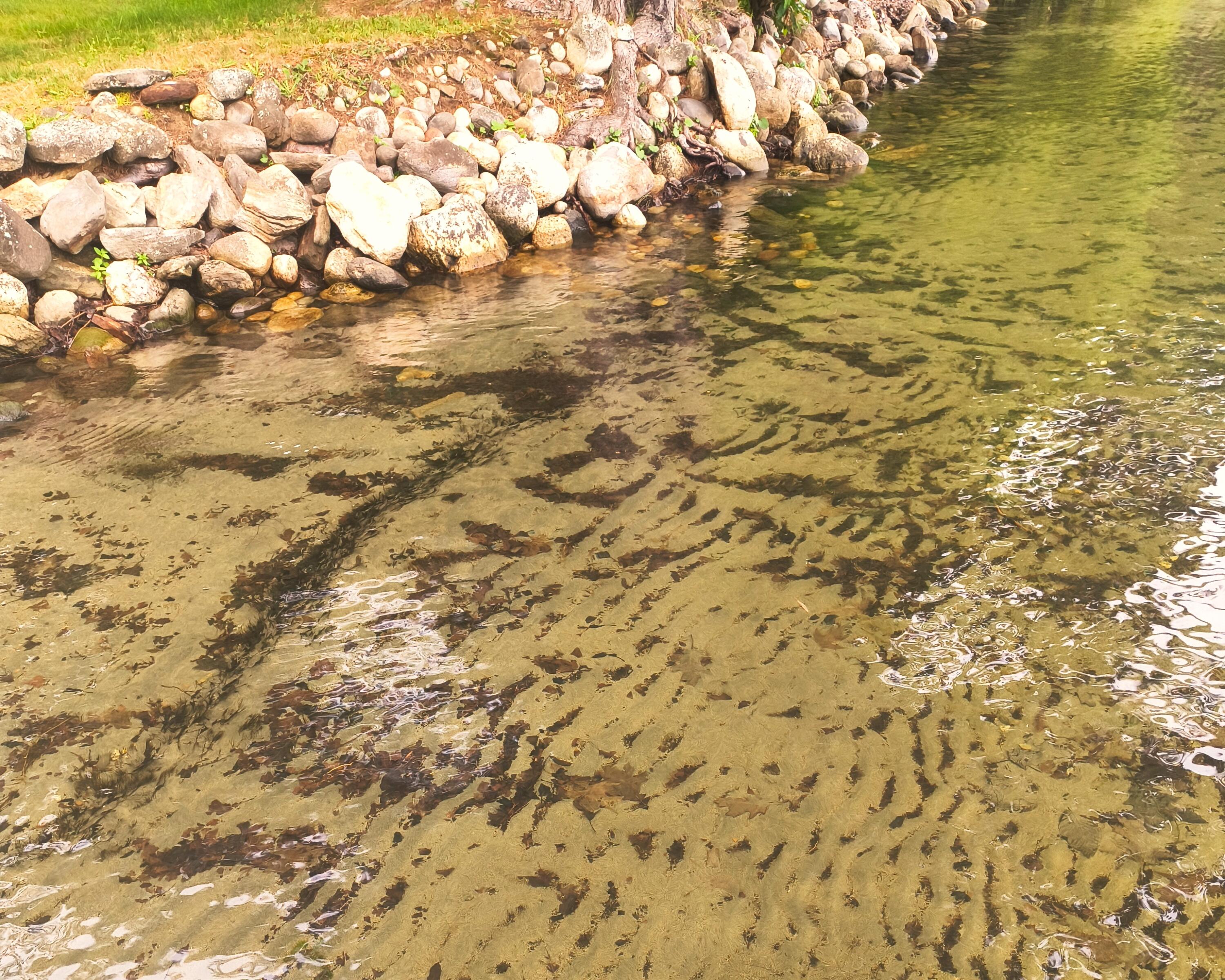 swim area cropped