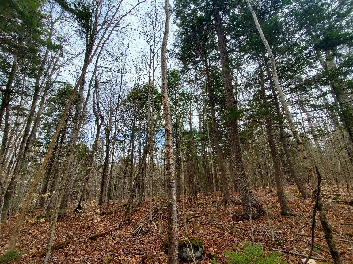 0 Sandy Beach Road, Danforth, ME, 04424