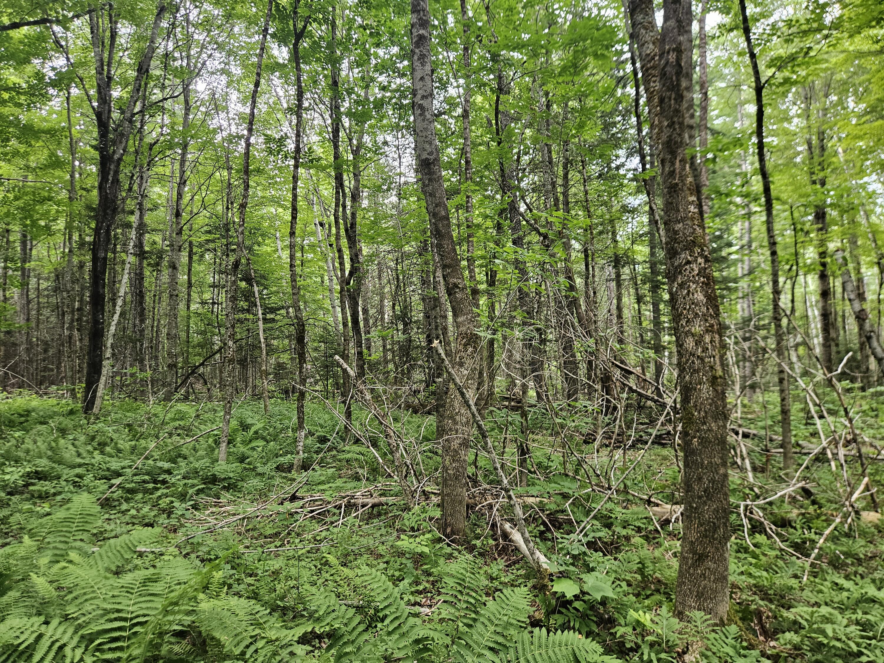 10 Moosehorn Road, Abbot, ME 04406 20260716_095410