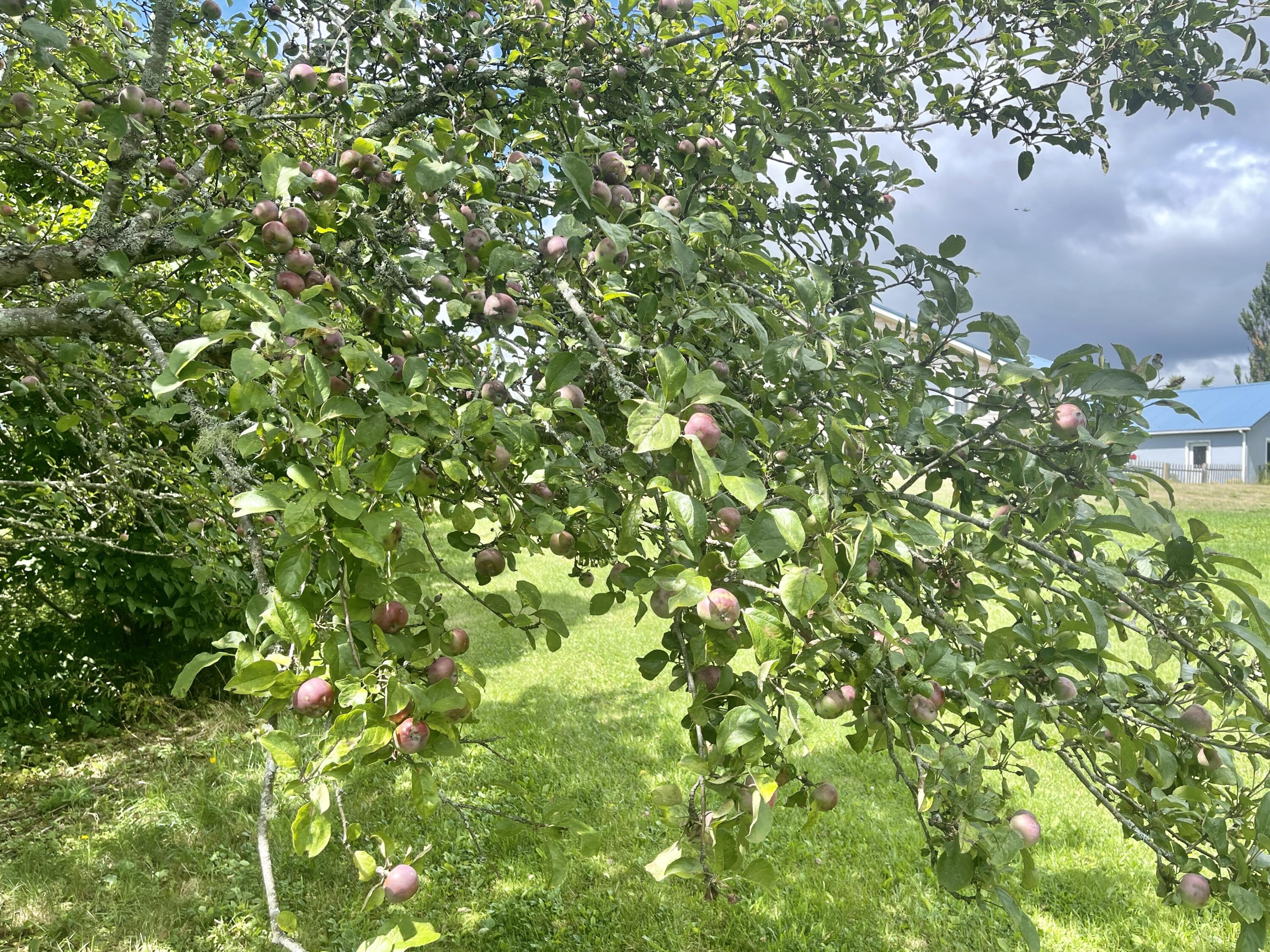 1 Daggett Road, Perry, ME, 04667