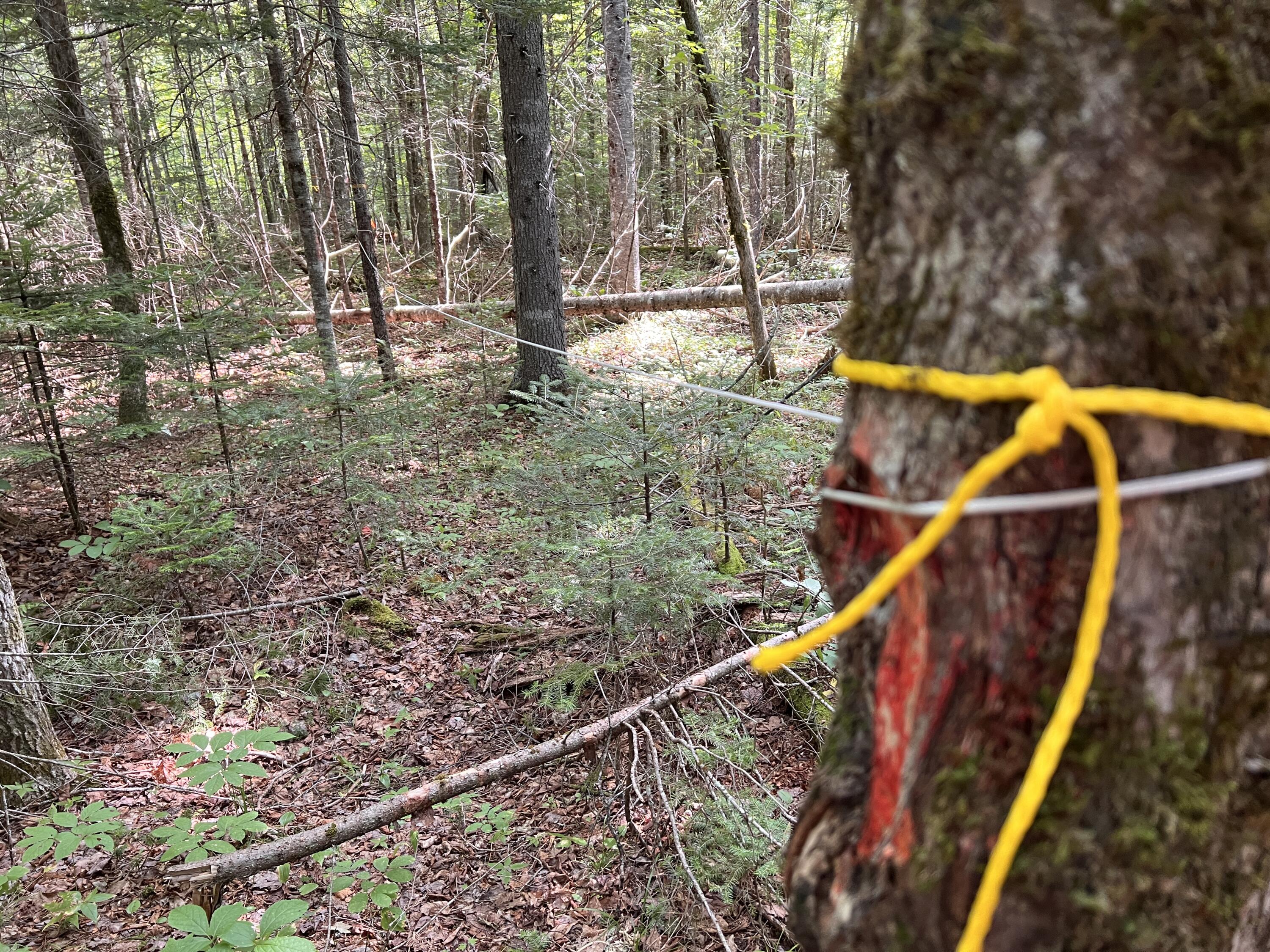 lot 6 & 8 Franklin Realty Road, Haynesville, ME 04497 Lines are painted
