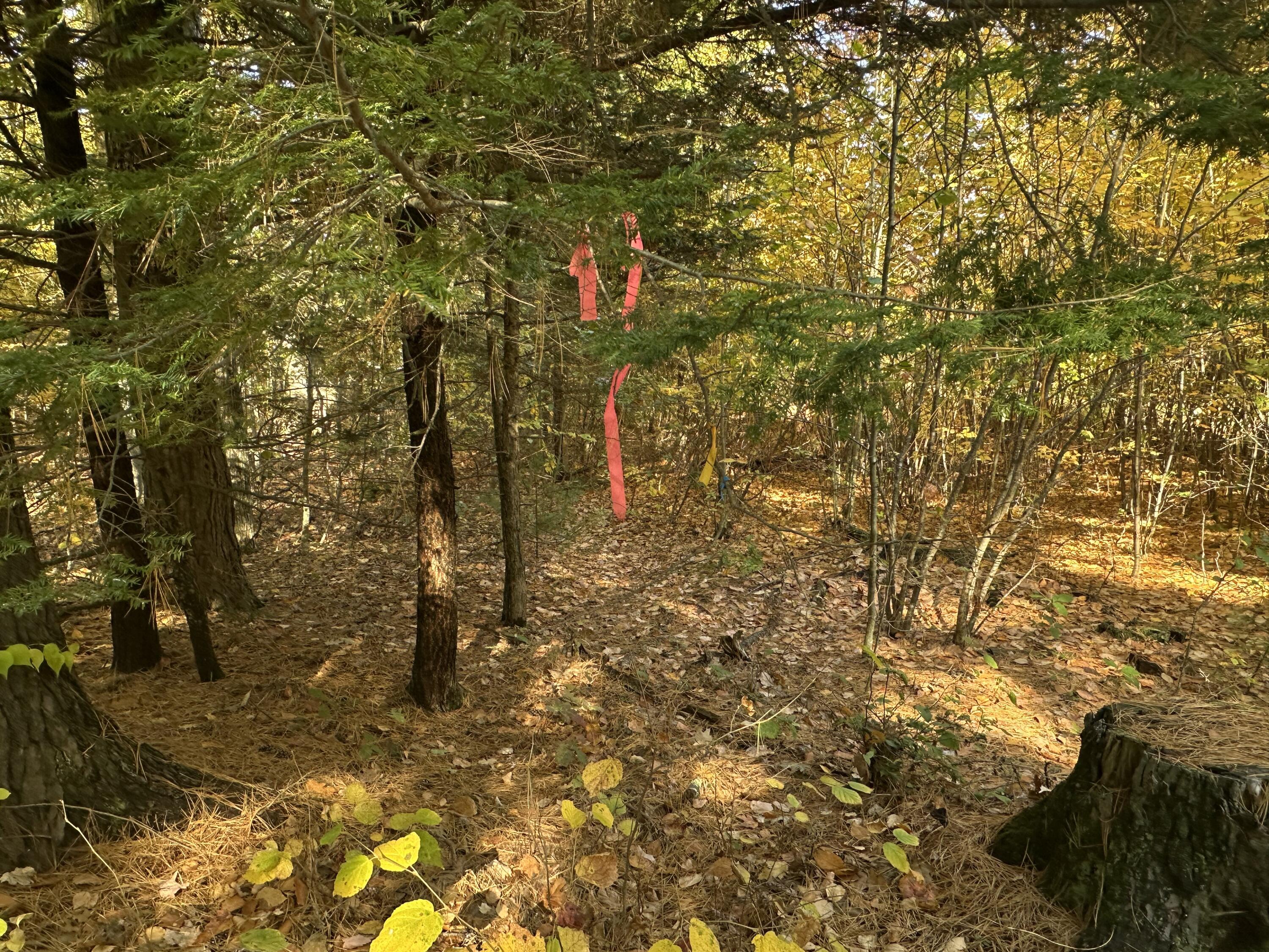 Photo of 4acres Deering Ridge Road Waterboro ME 04087