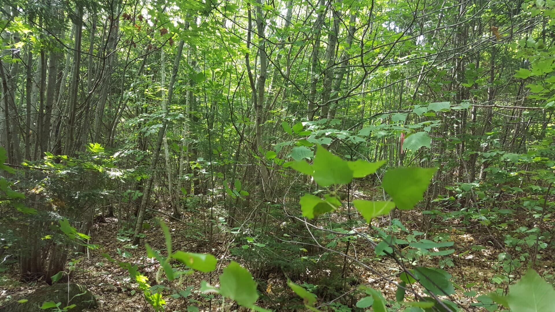 M4 96 & 99 Parker Pond Road, Jay, ME, 04239